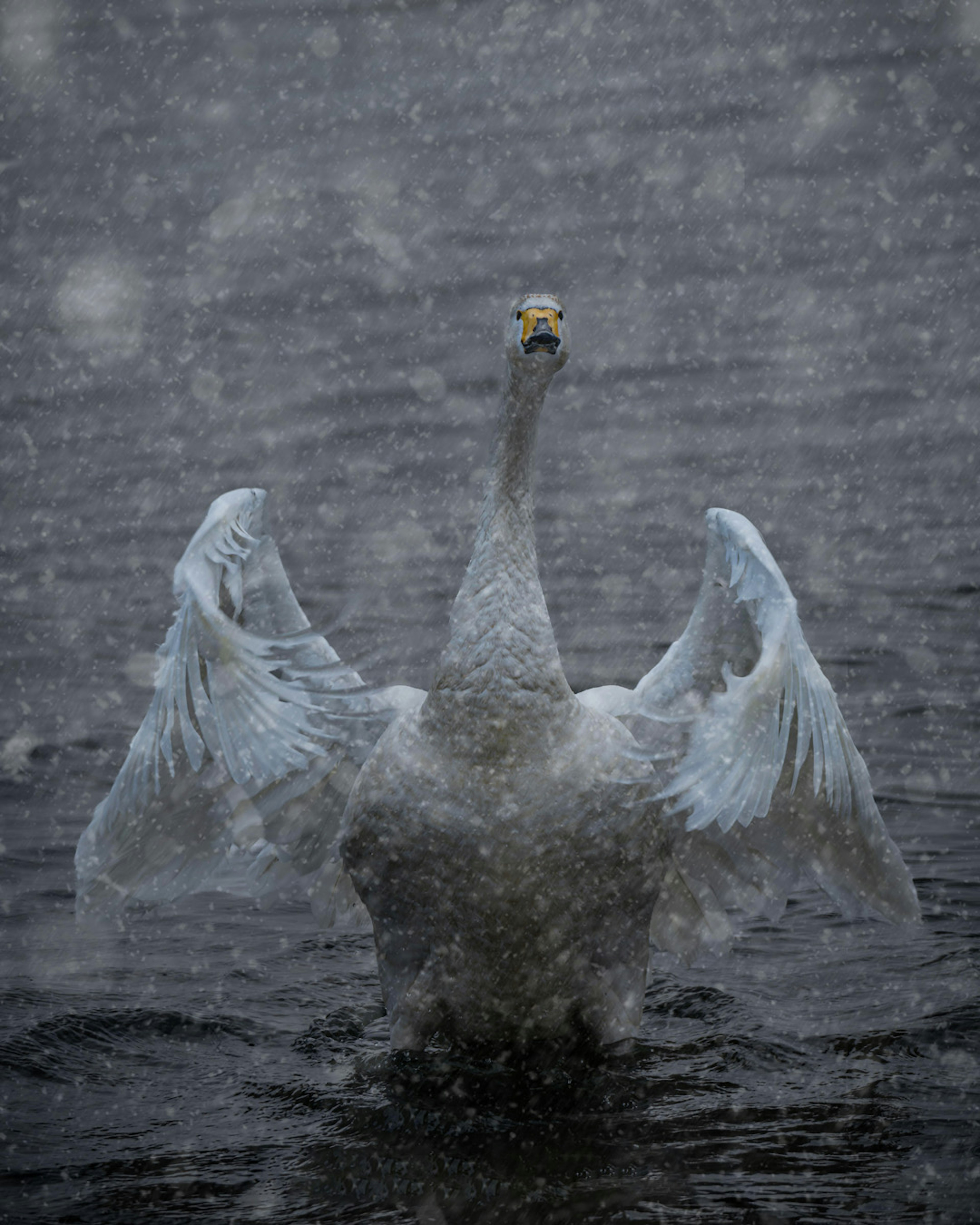 雪の中で水に浮かぶ白鳥が羽を広げている