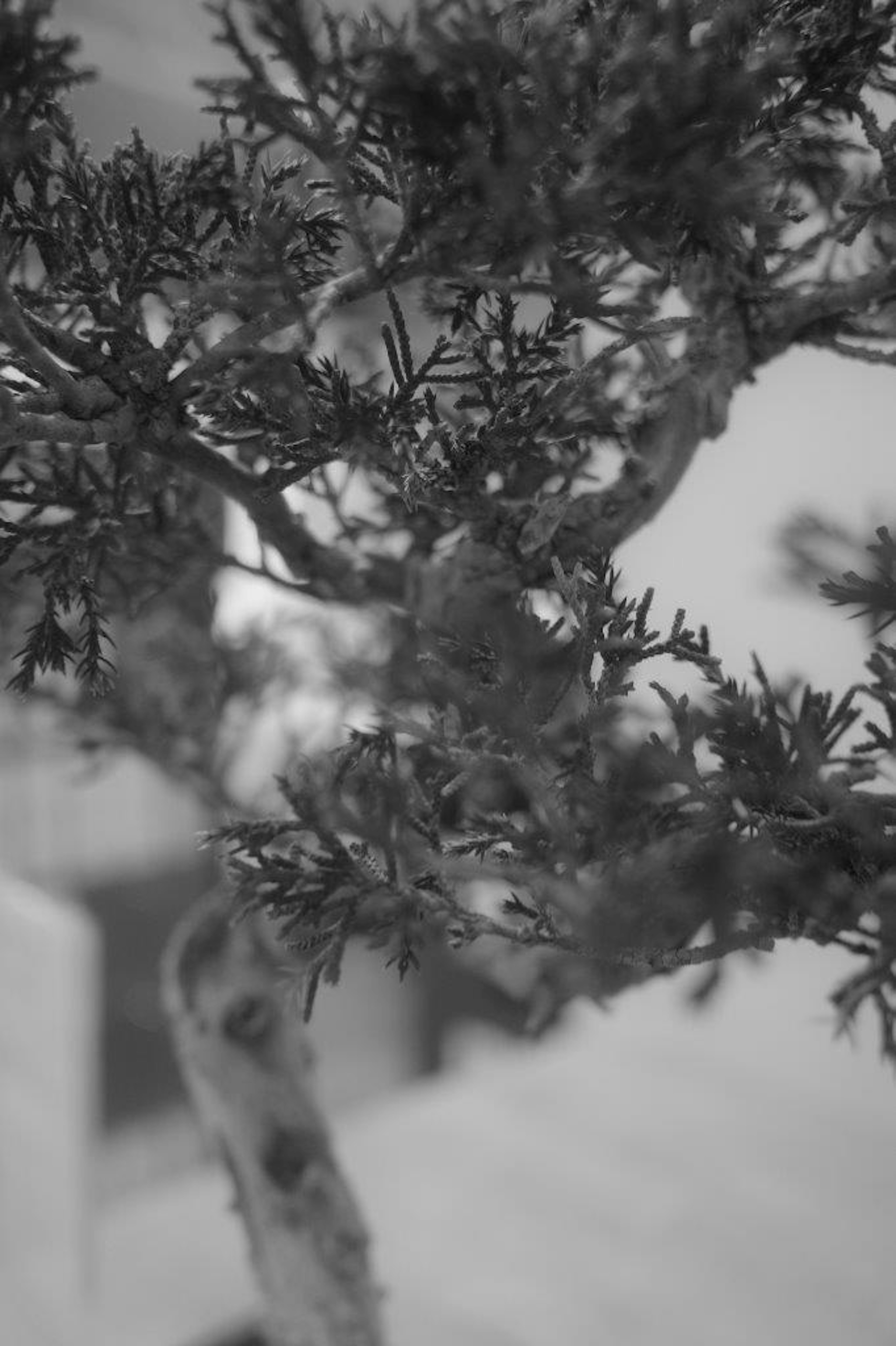 Branches et feuilles détaillées d'un bonsaï en monochrome