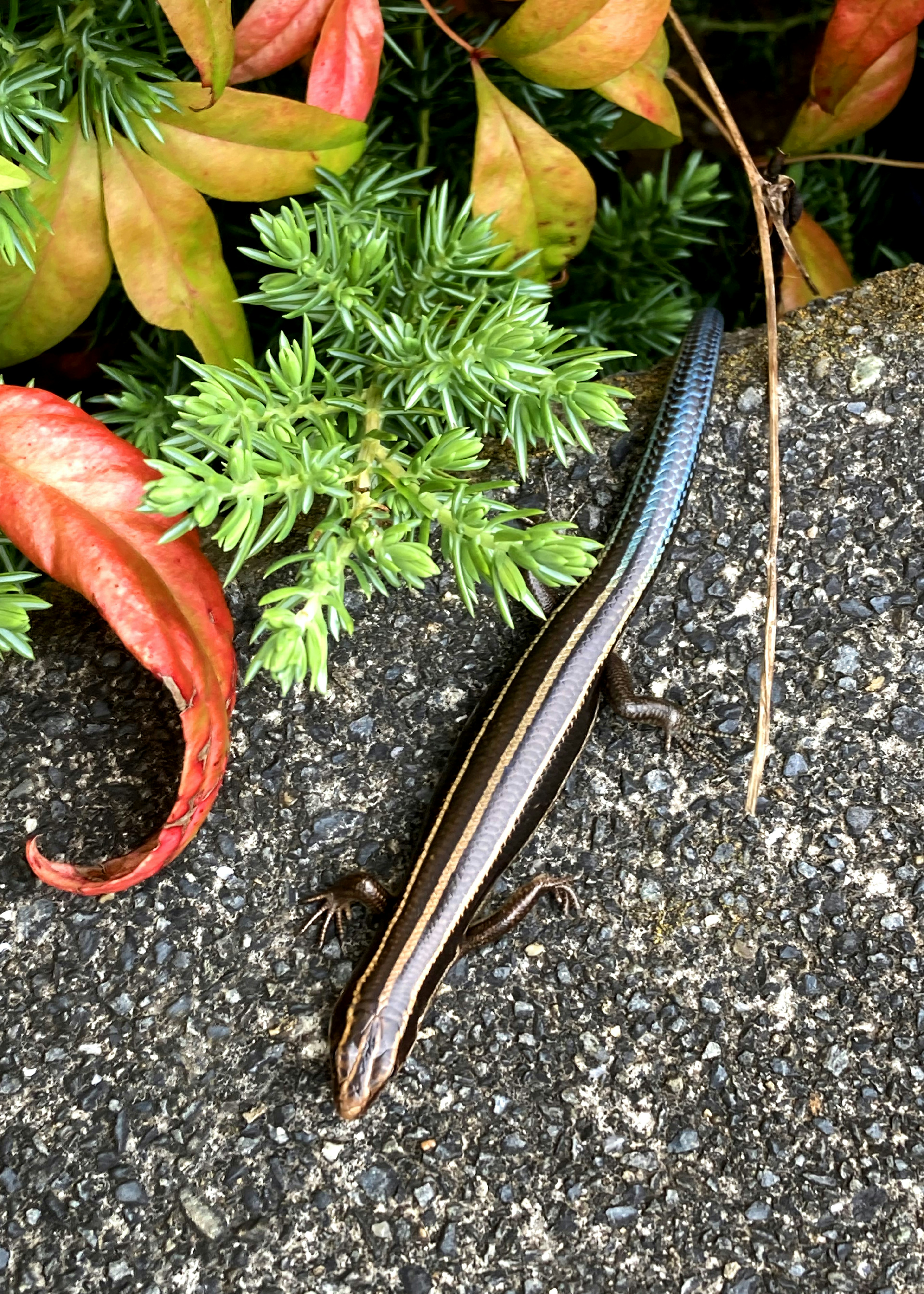 A slender lizard with a blue tail resting among green and red leaves