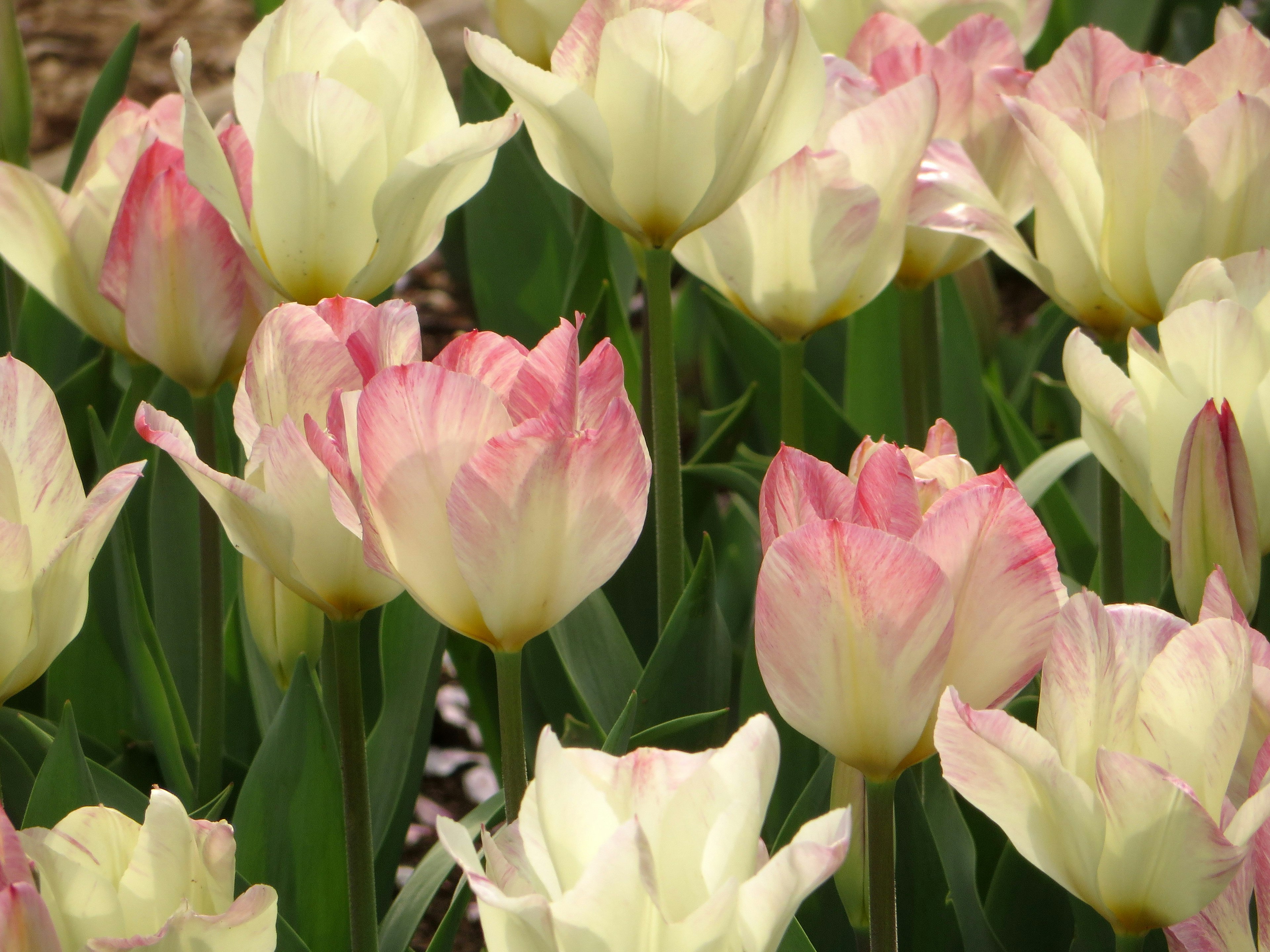 Una escena de jardín con flores de tulipanes blancos y rosas en flor