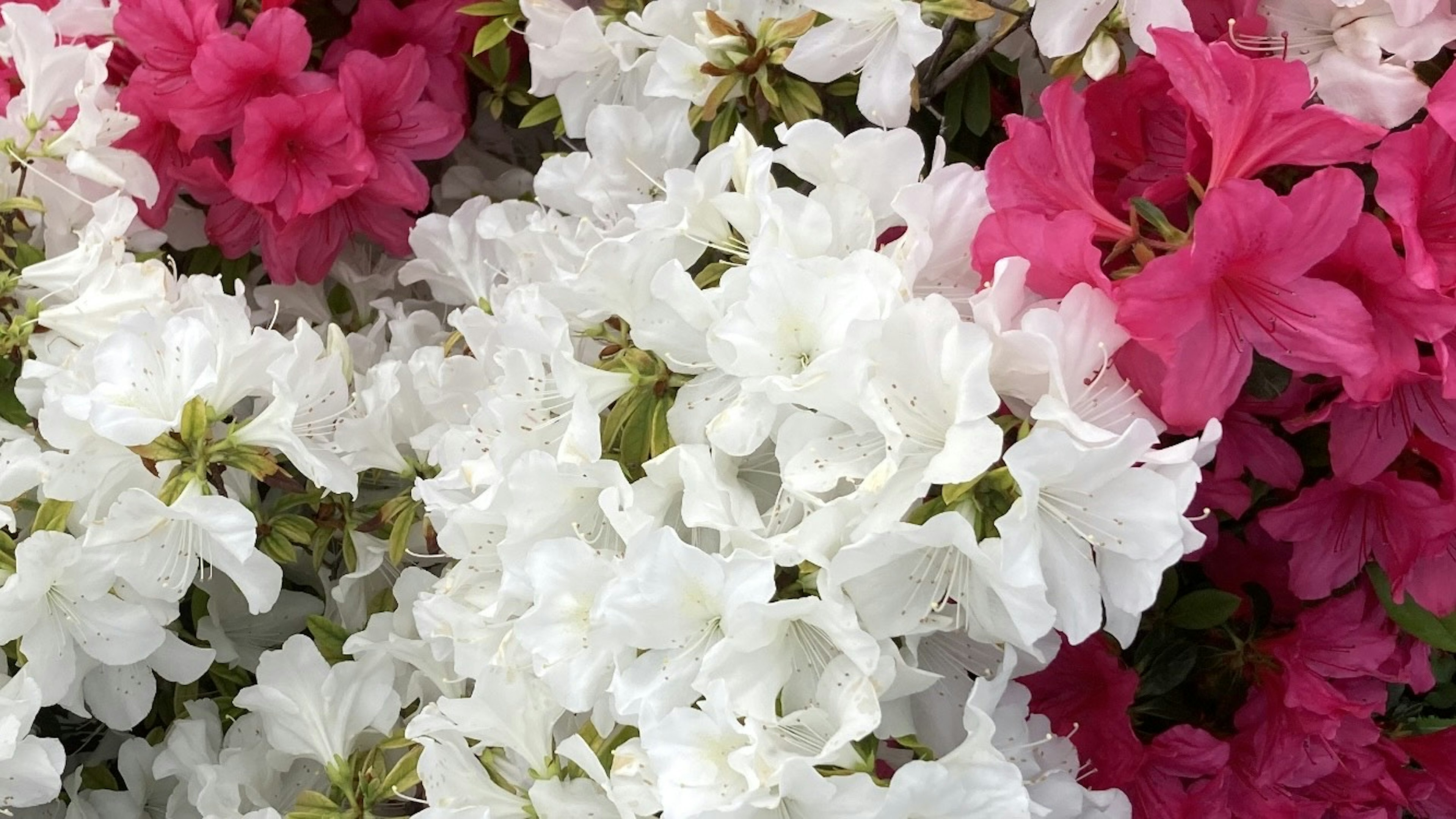 Gros plan de magnifiques fleurs d'azalée blanches et roses en fleurs