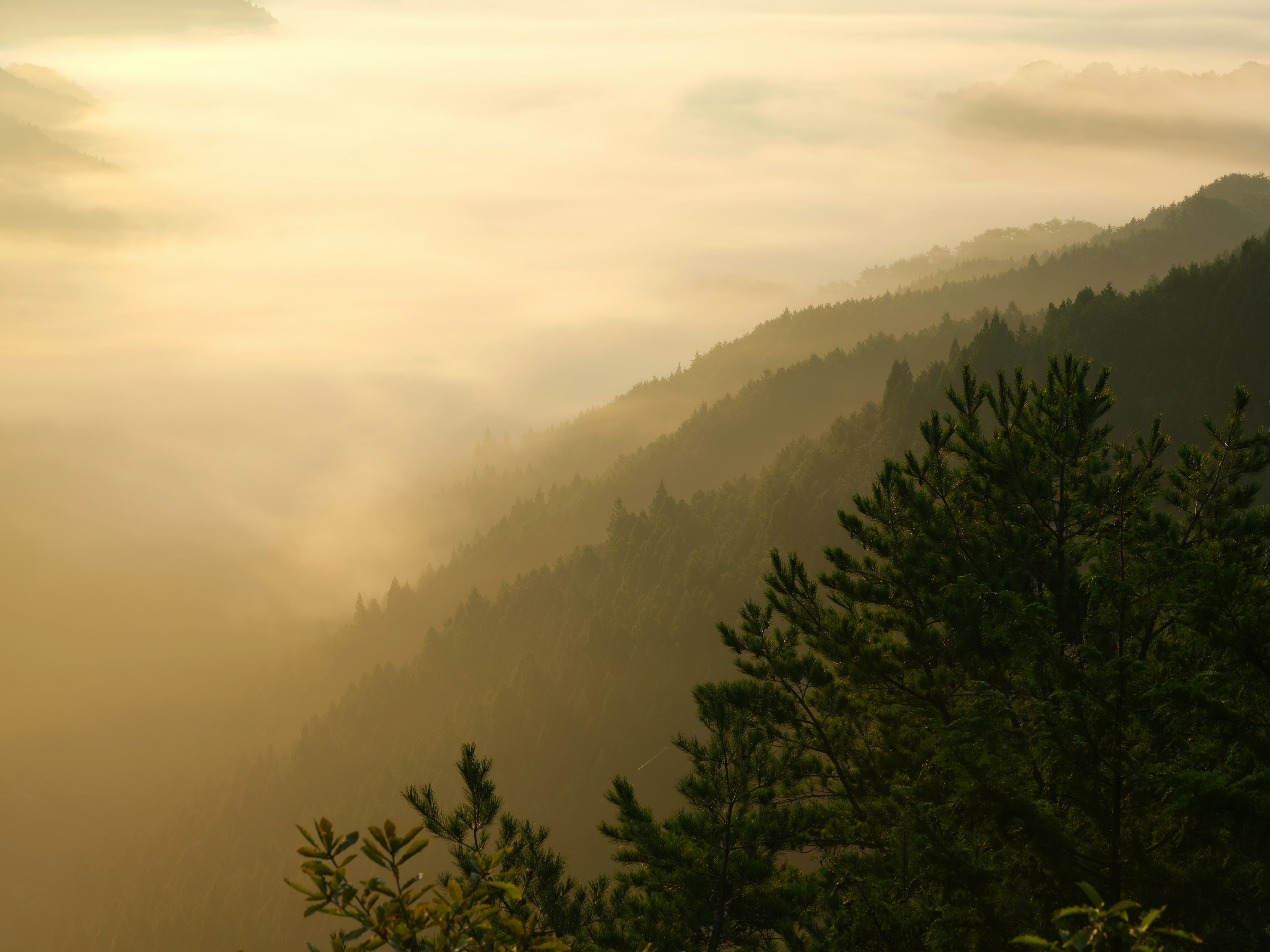 Hermoso paisaje montañoso envuelto en niebla suave luz dorada iluminando la escena