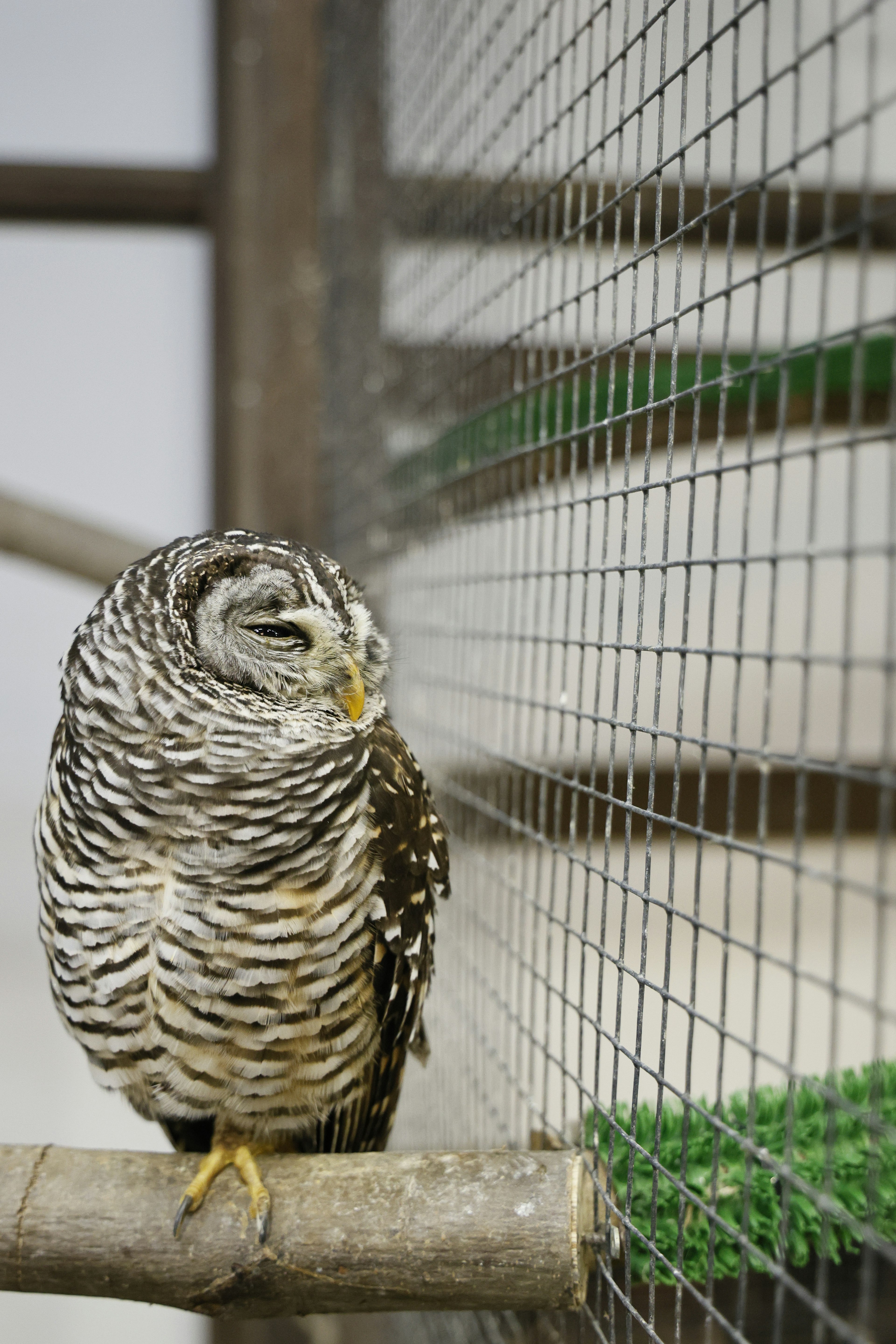 Un hibou à rayures magnifique perché sur une branche