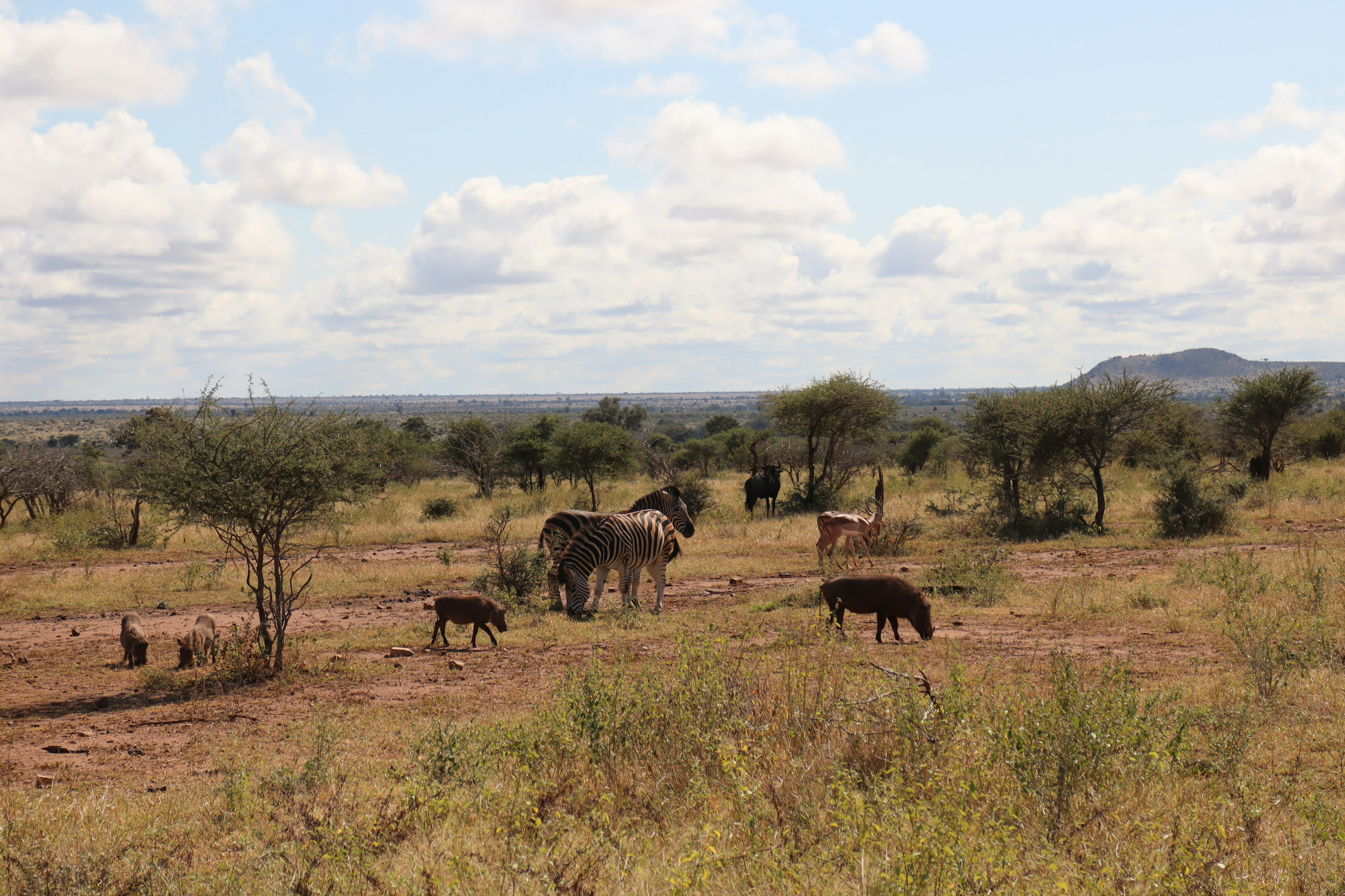 Animaux paissant dans un paysage de savane sous un ciel bleu