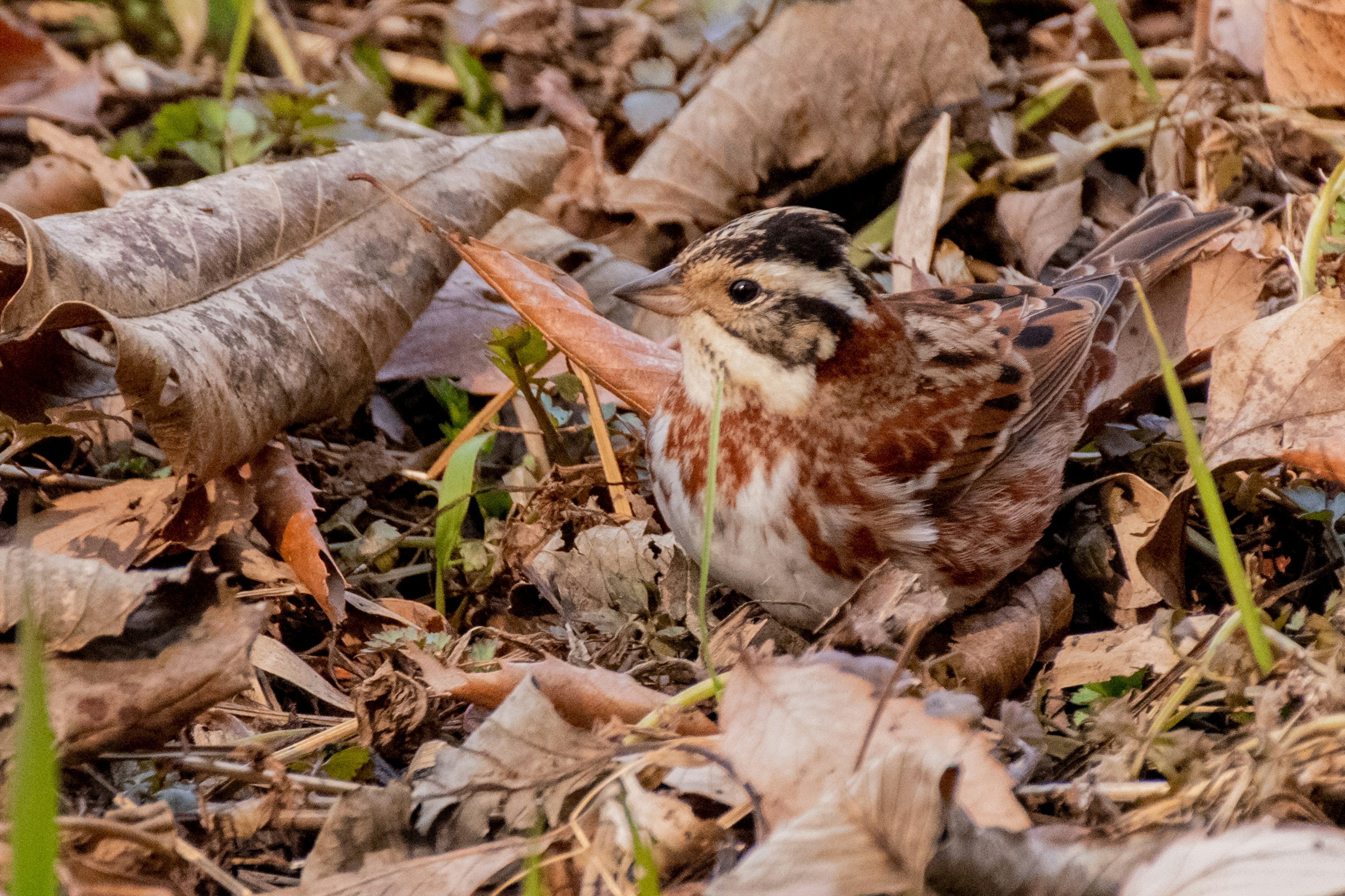 Un petit oiseau parmi les feuilles mortes au sol