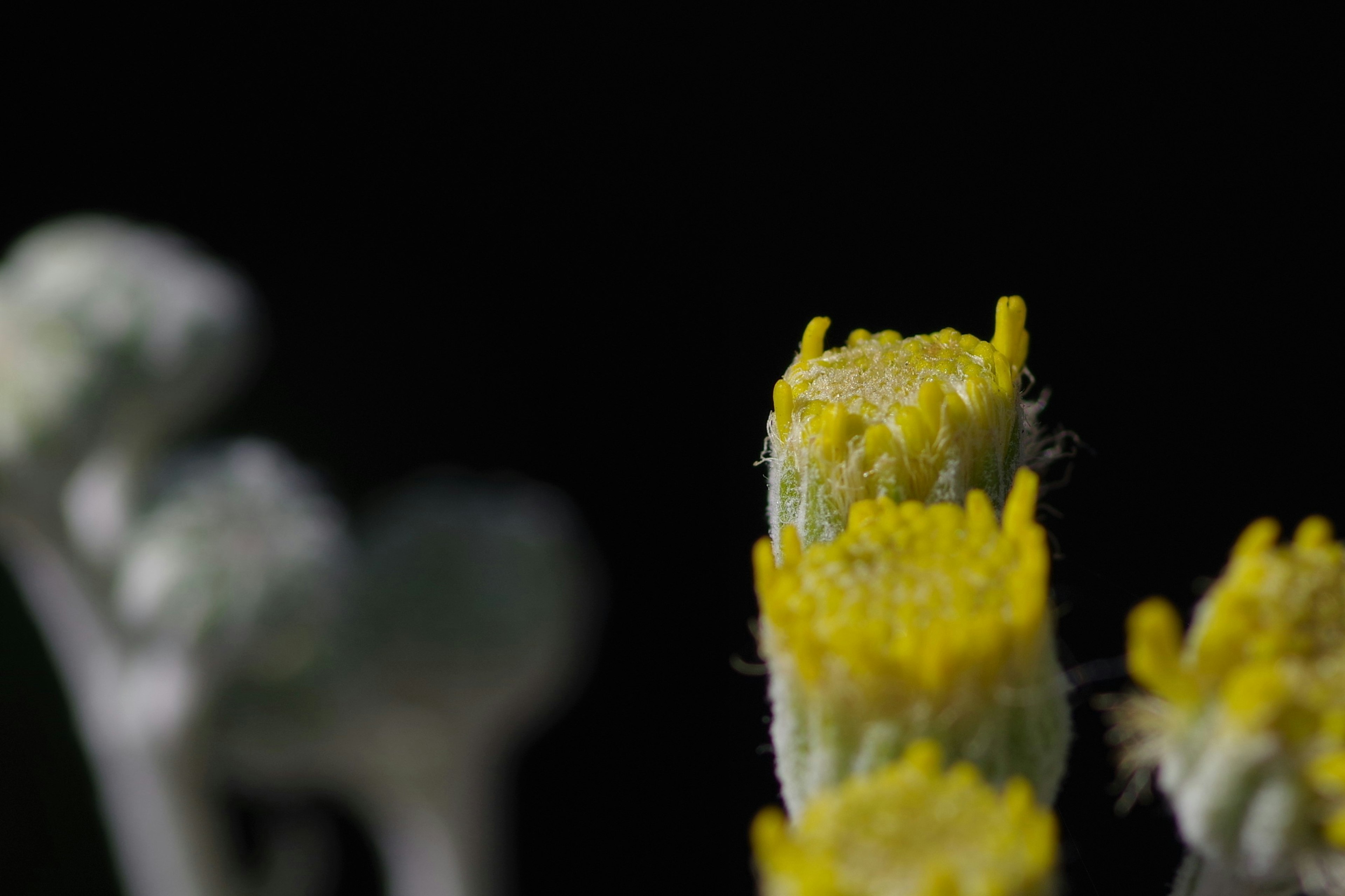 鮮やかな黄色の花びらを持つ植物のクローズアップ 背景は黒