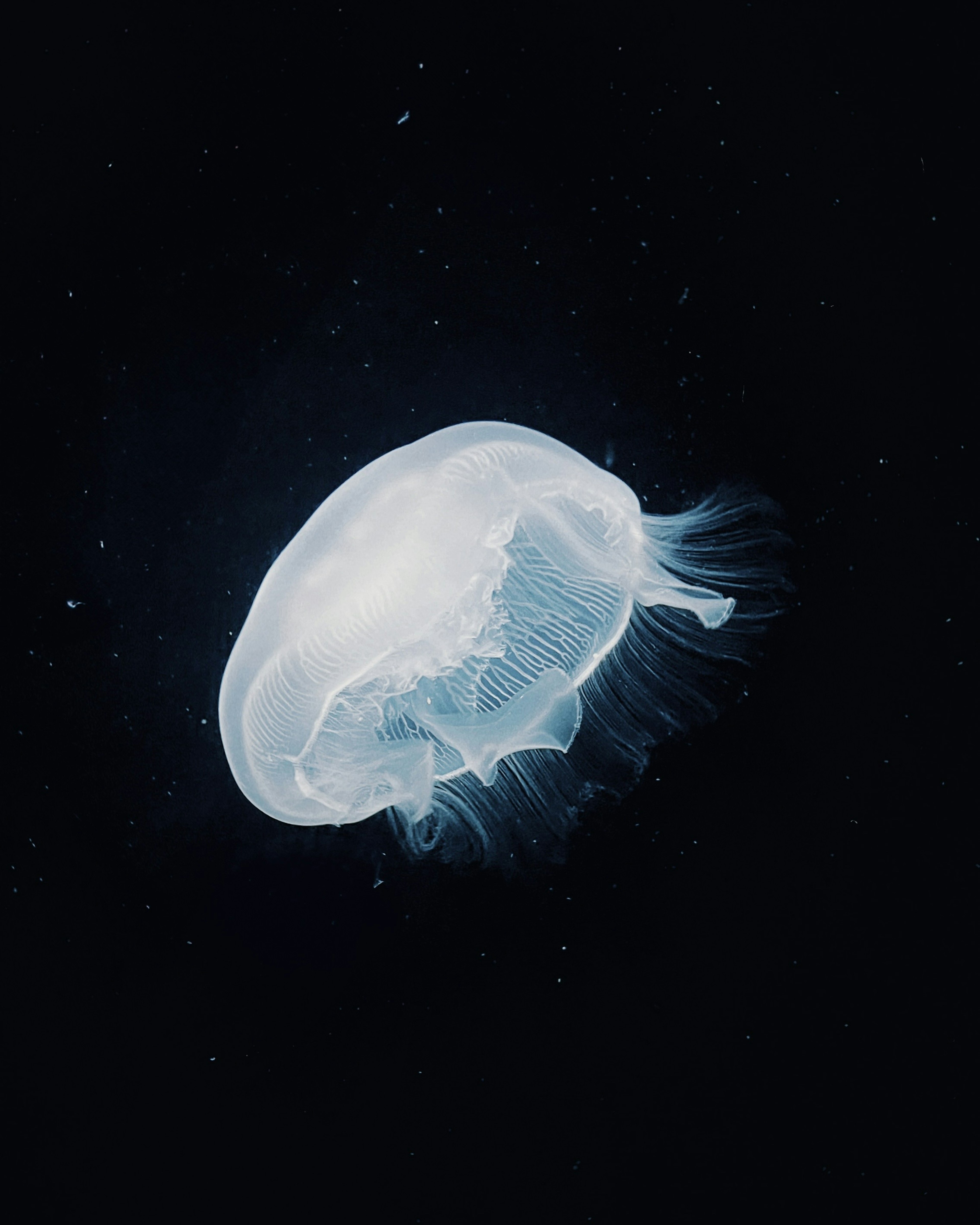 A translucent jellyfish floating in dark water