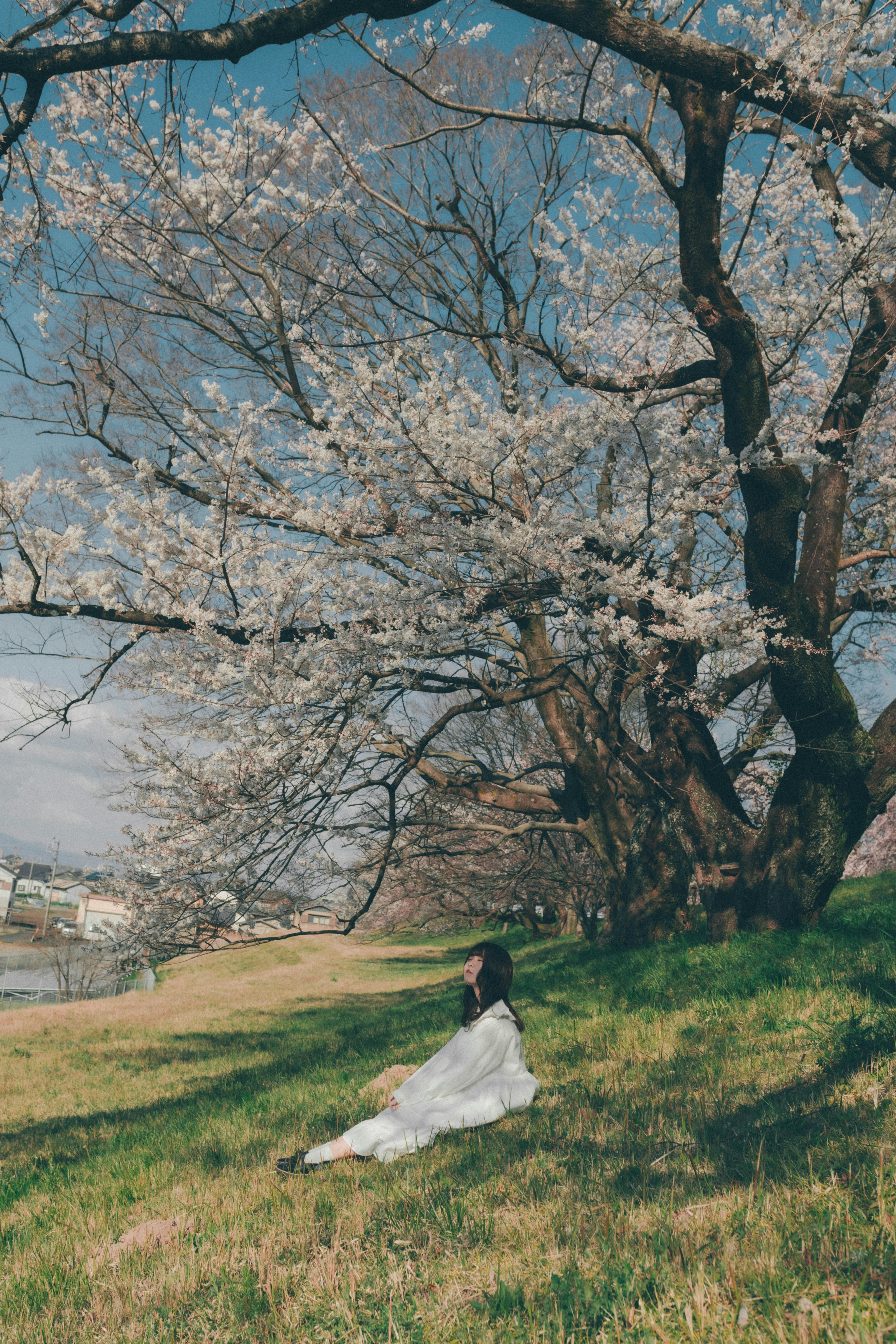 桜の木の下で白いドレスを着た女性が座っている風景