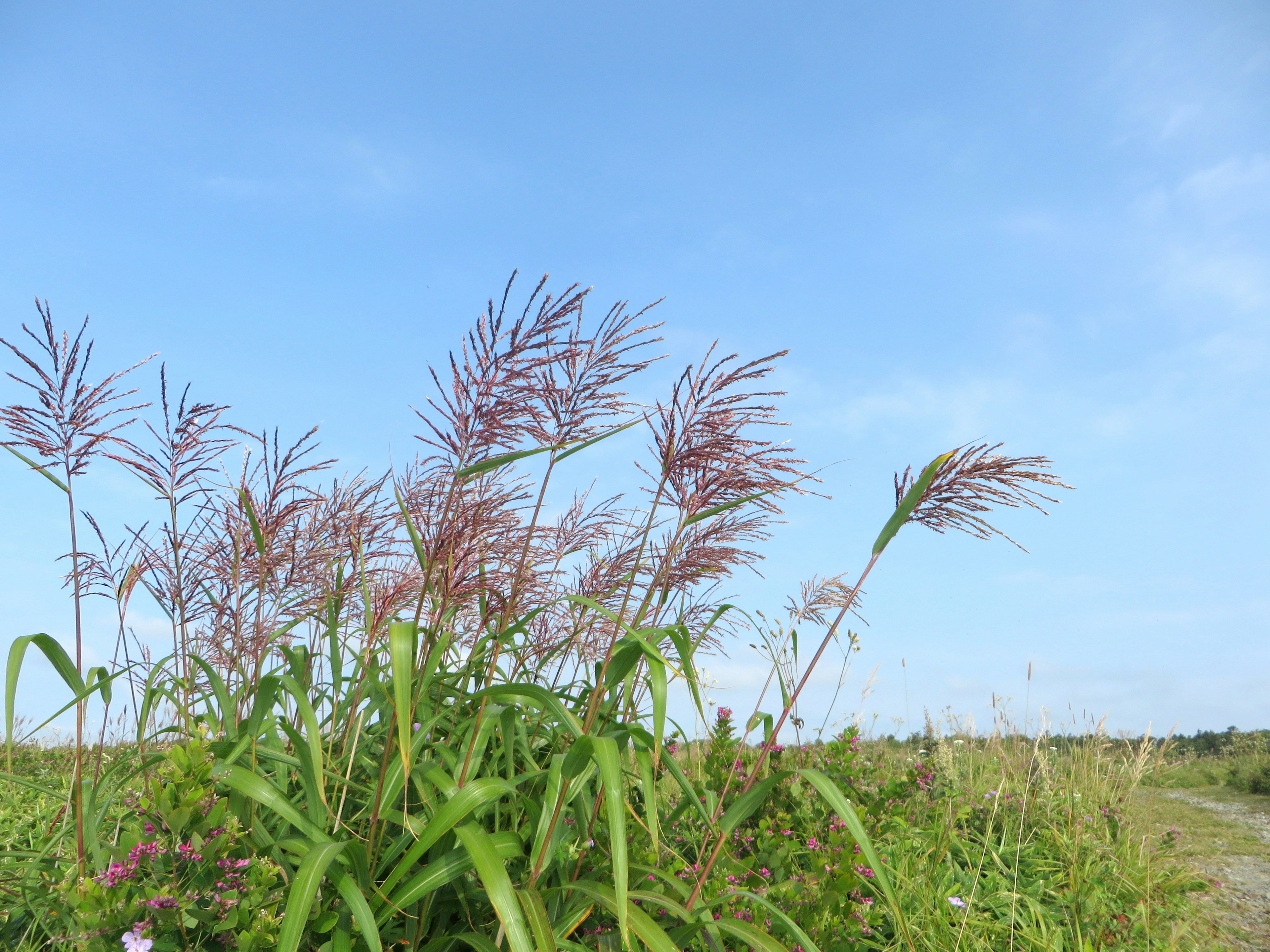 青空の下に生える草と穂