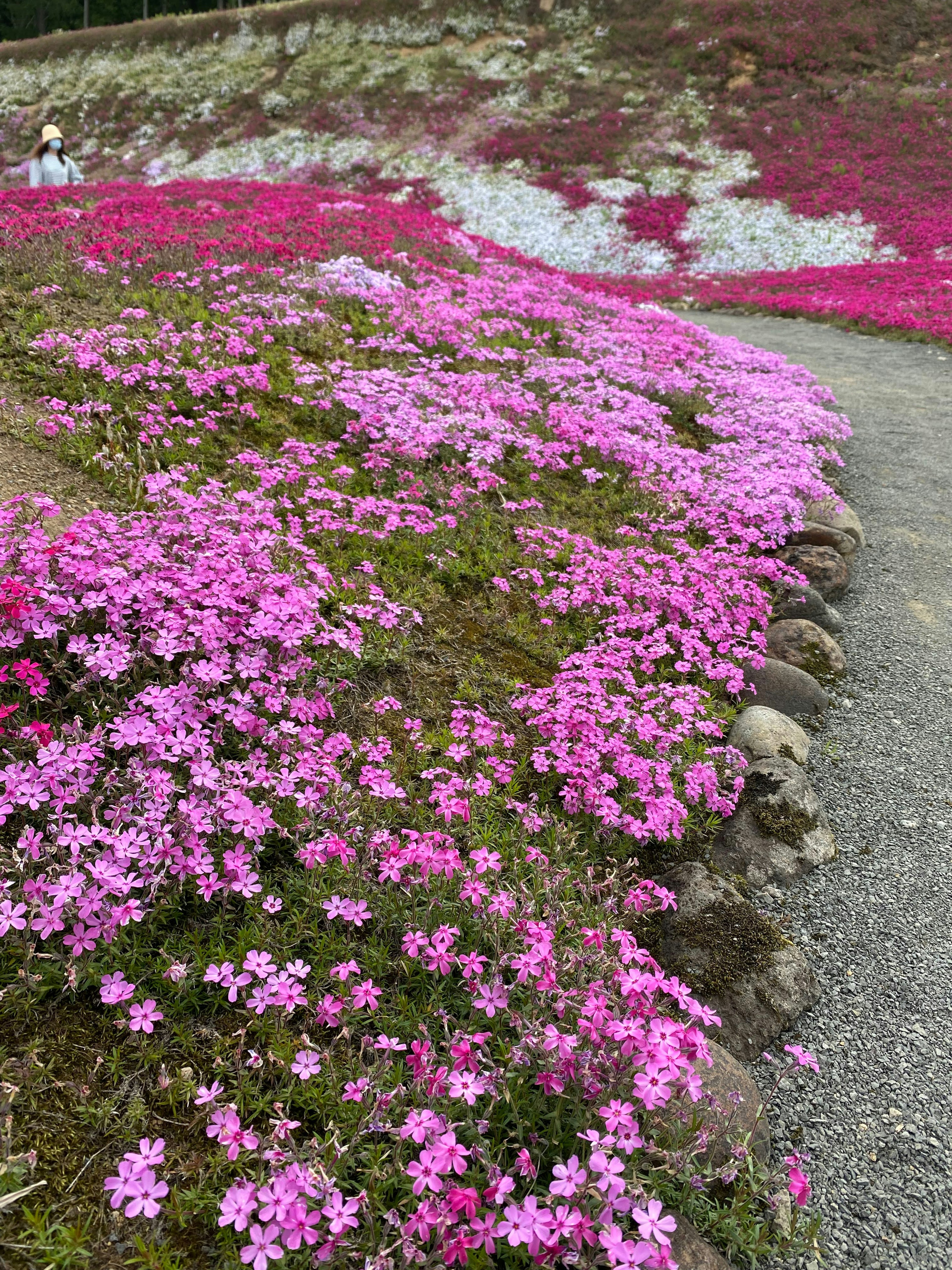 Un vivace scenario di fiori rosa che costeggiano un sentiero