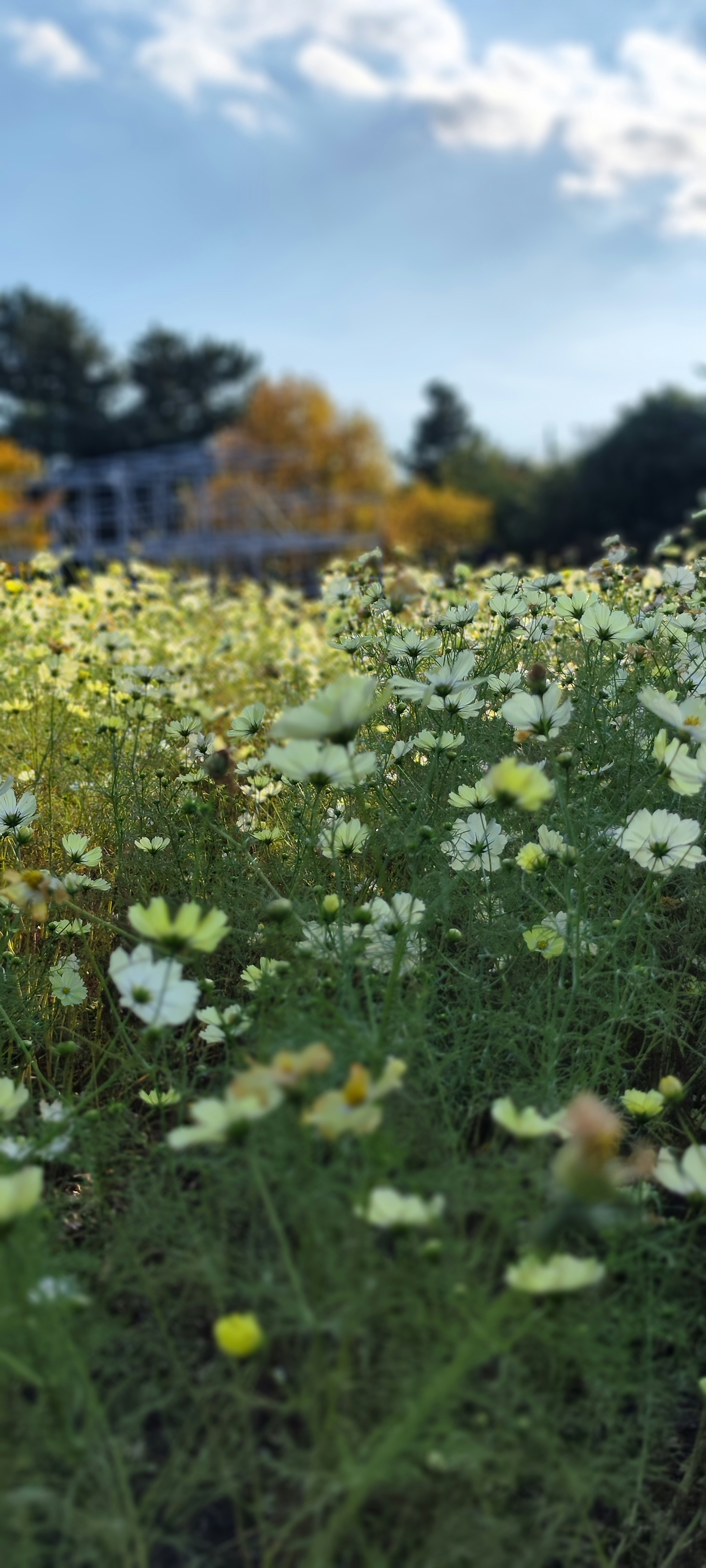 Campo de flores silvestres de otoño bajo un cielo azul