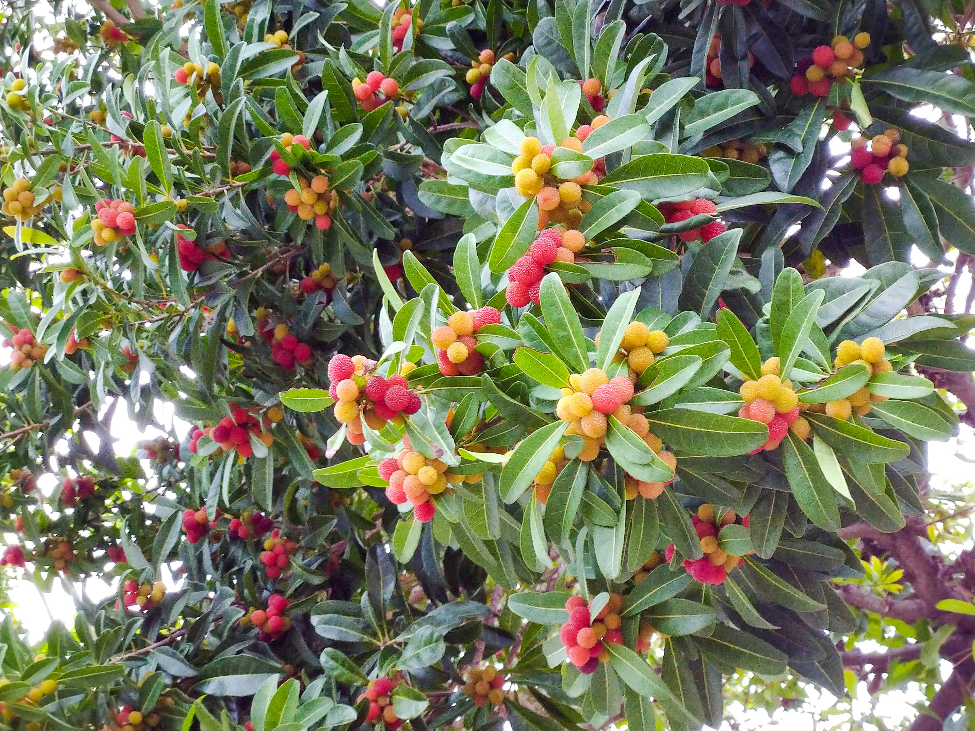 Branches of a tree bearing colorful fruits surrounded by green leaves