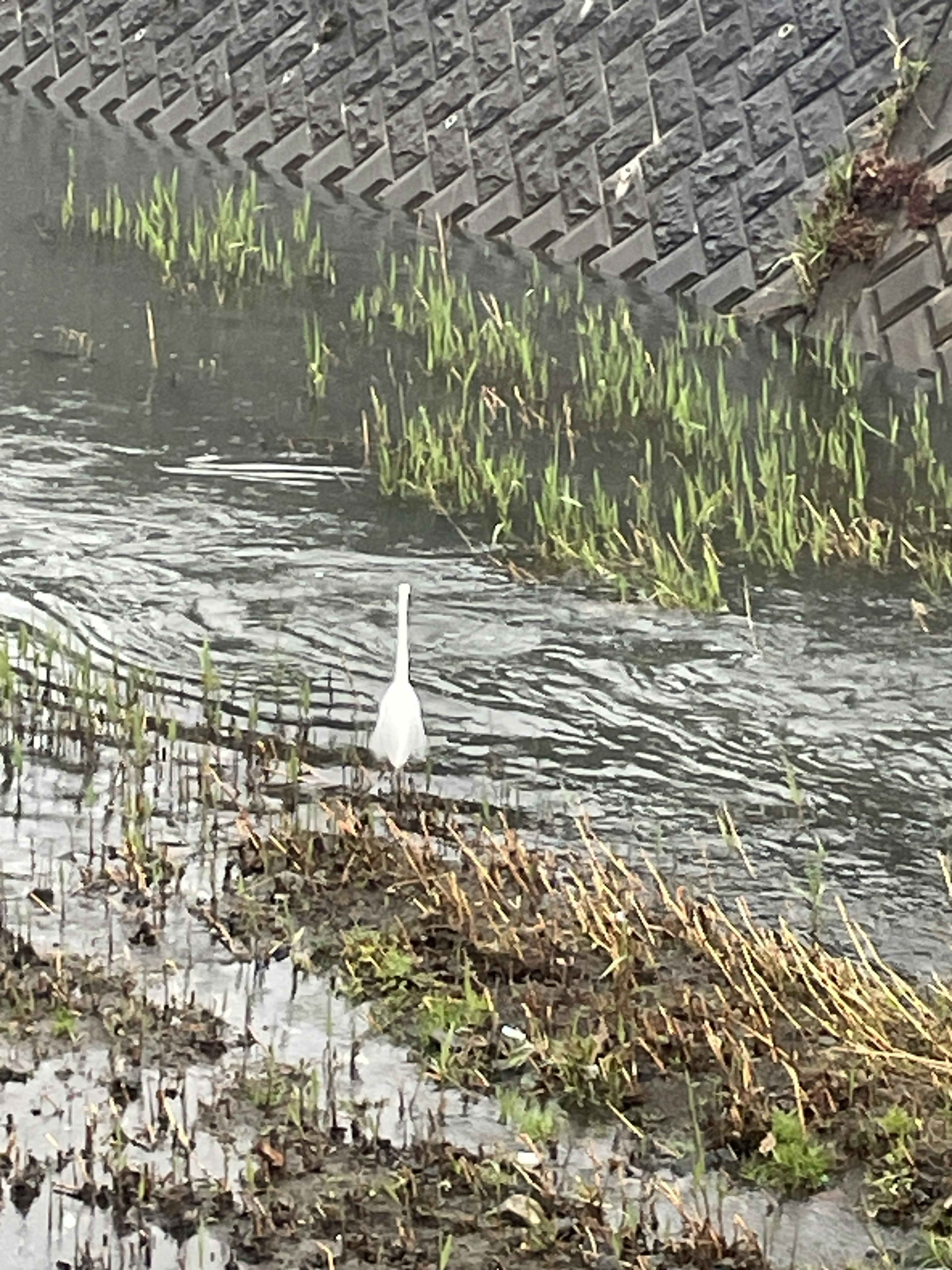 Une aigrette blanche nage près du bord de l'eau parmi des plantes vertes