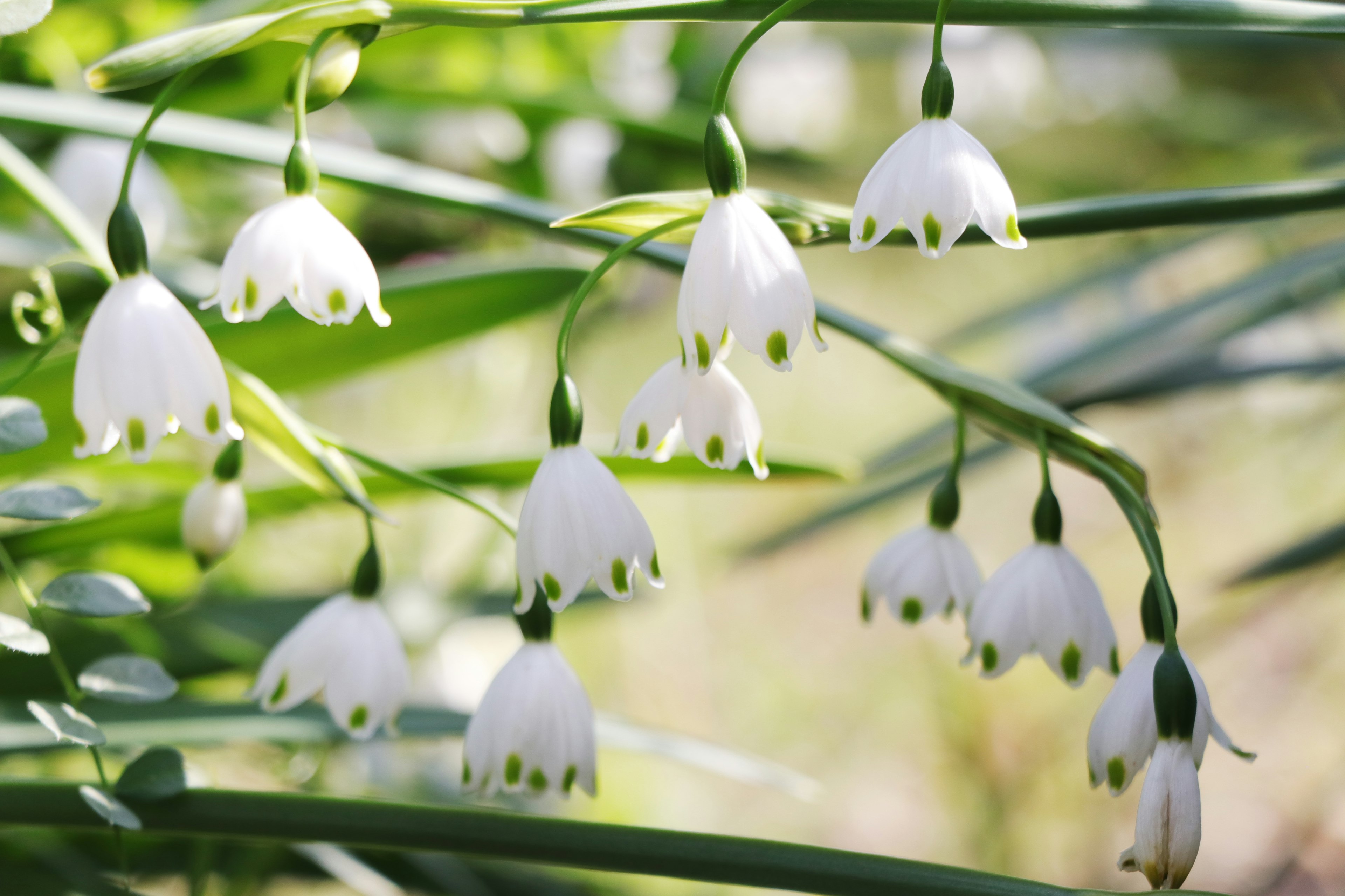 White snowdrop flowers blooming among green leaves