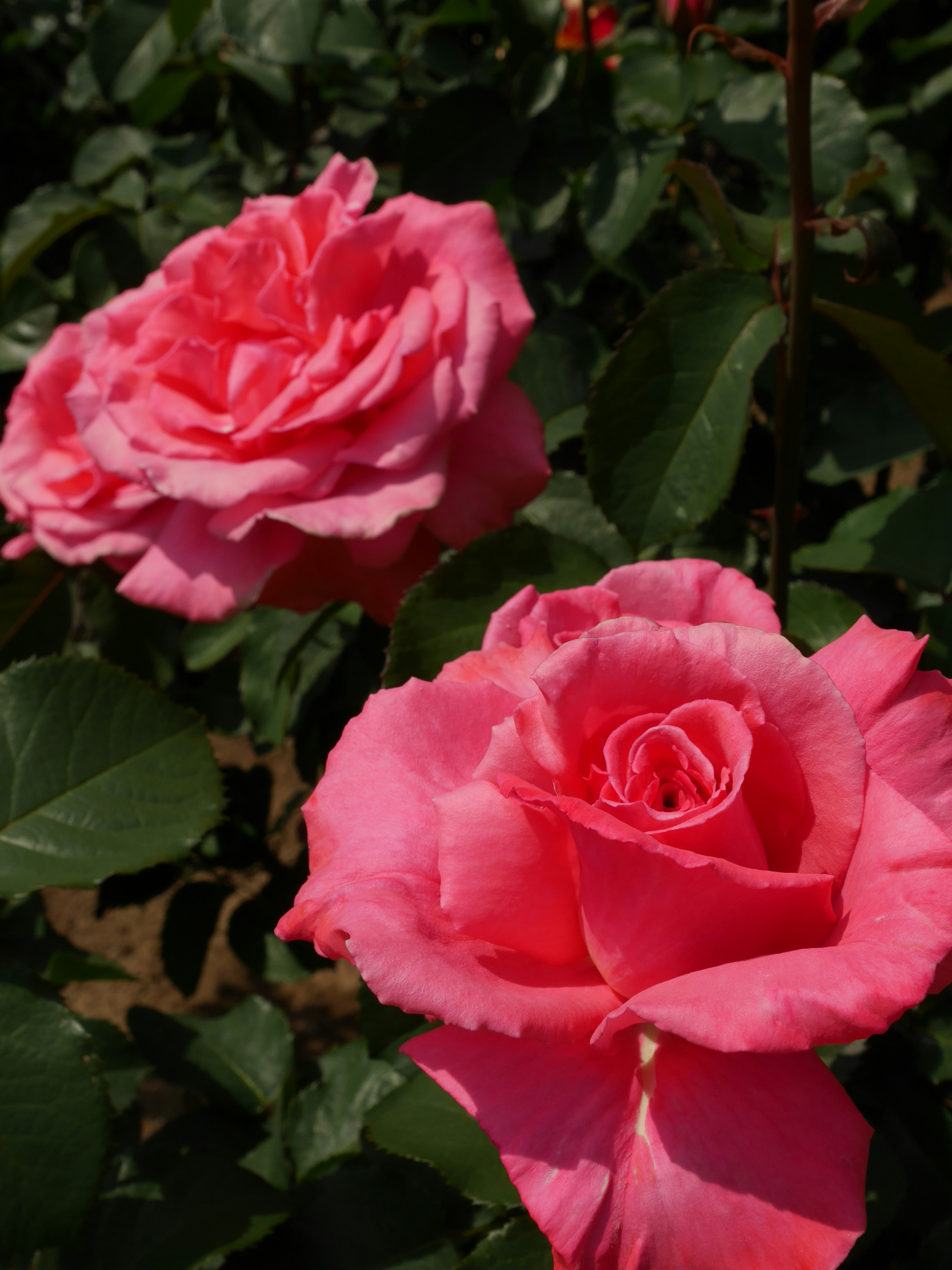 Vibrant pink roses blooming among green leaves