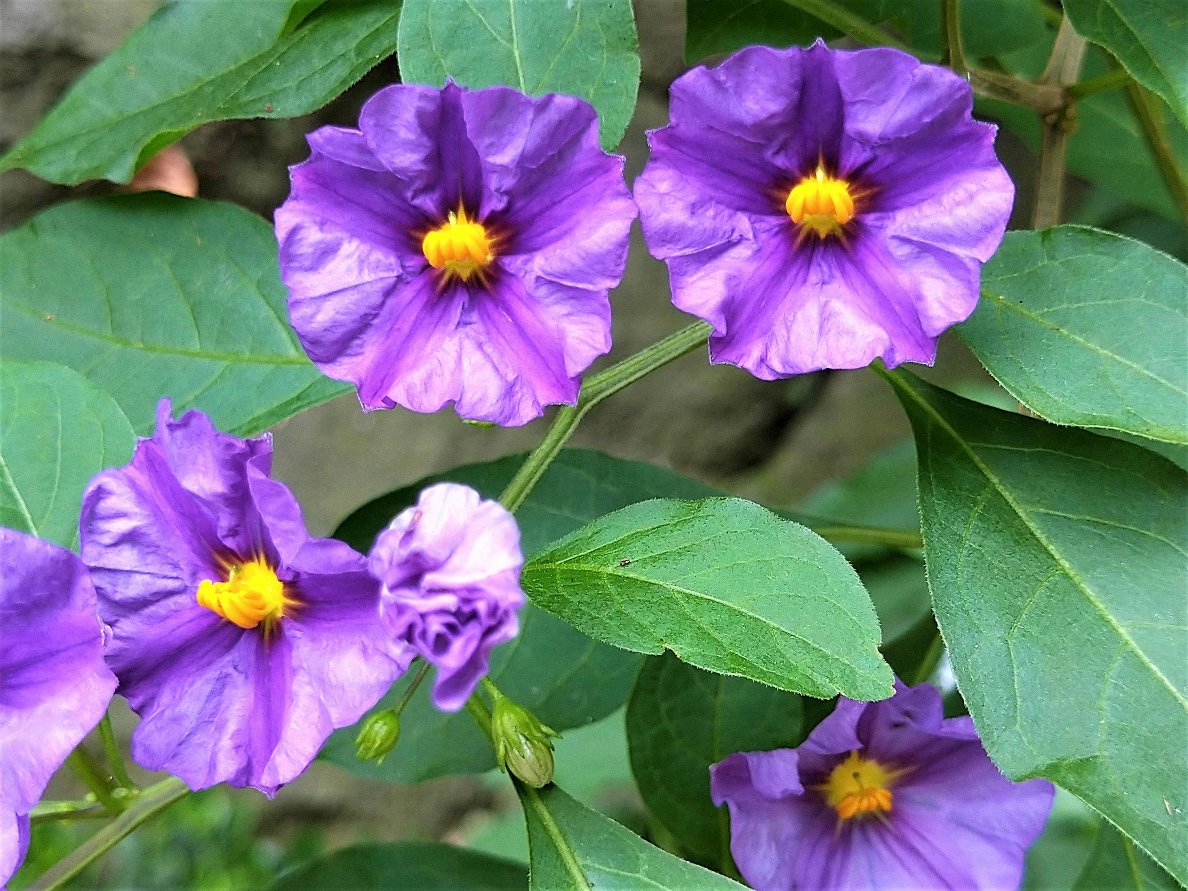 鮮やかな紫色の花と緑の葉の近接写真