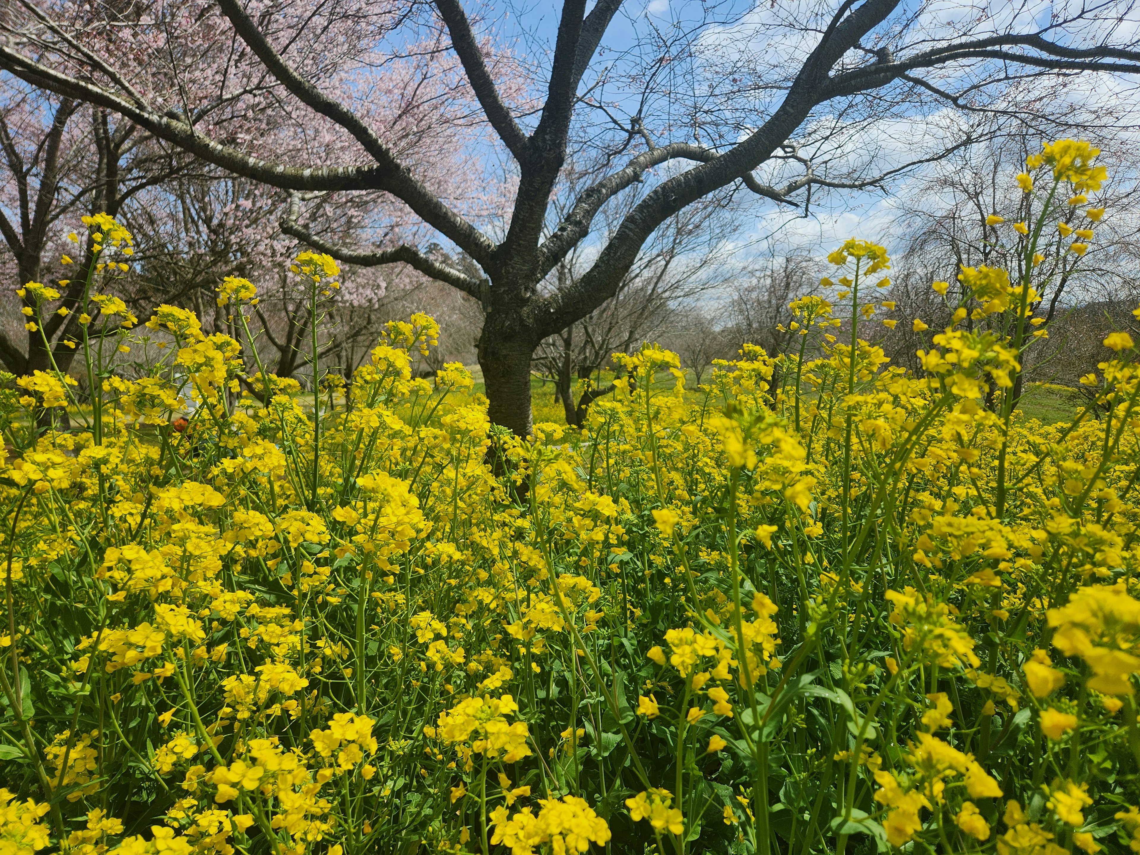 Campo de flores amarillas con un árbol de cerezo al fondo