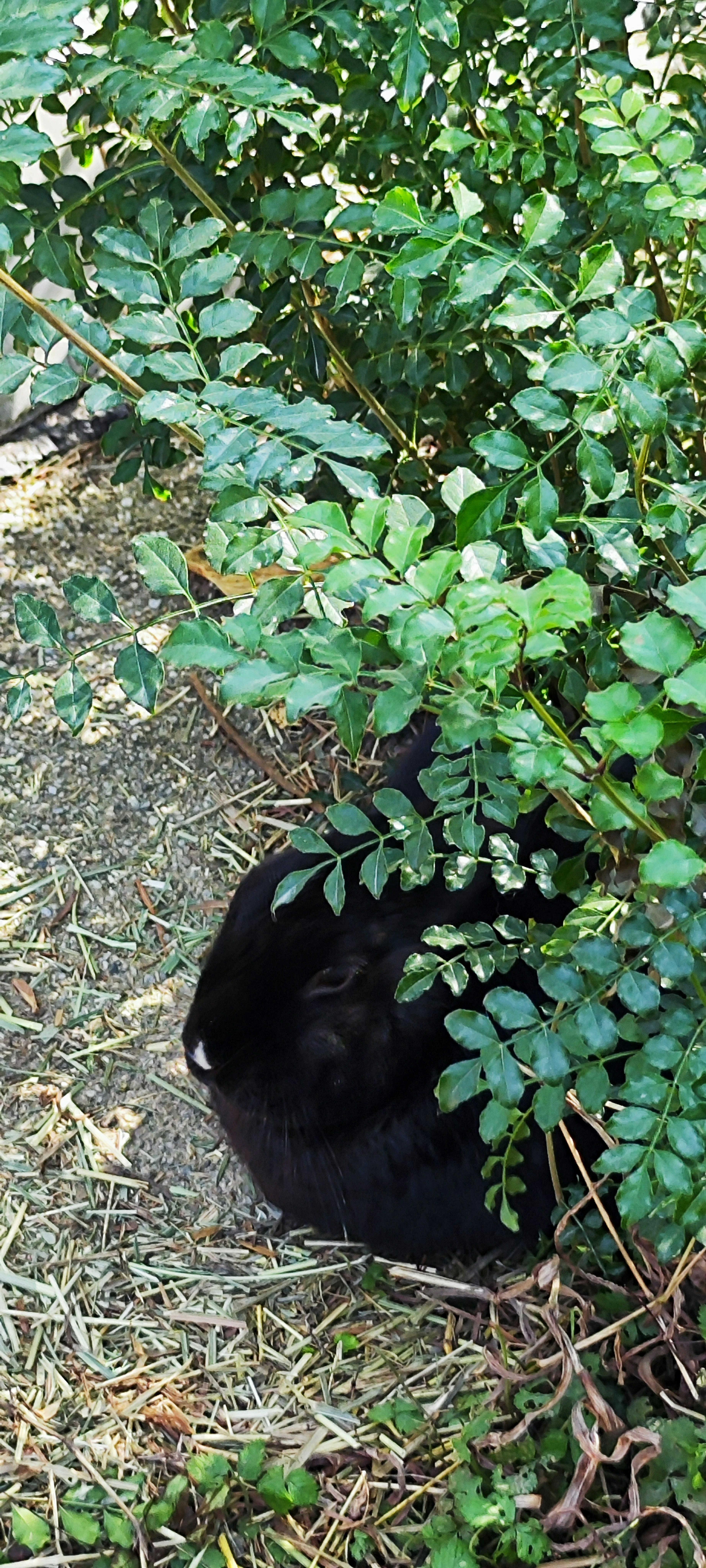 Un animal noir se reposant parmi le feuillage vert