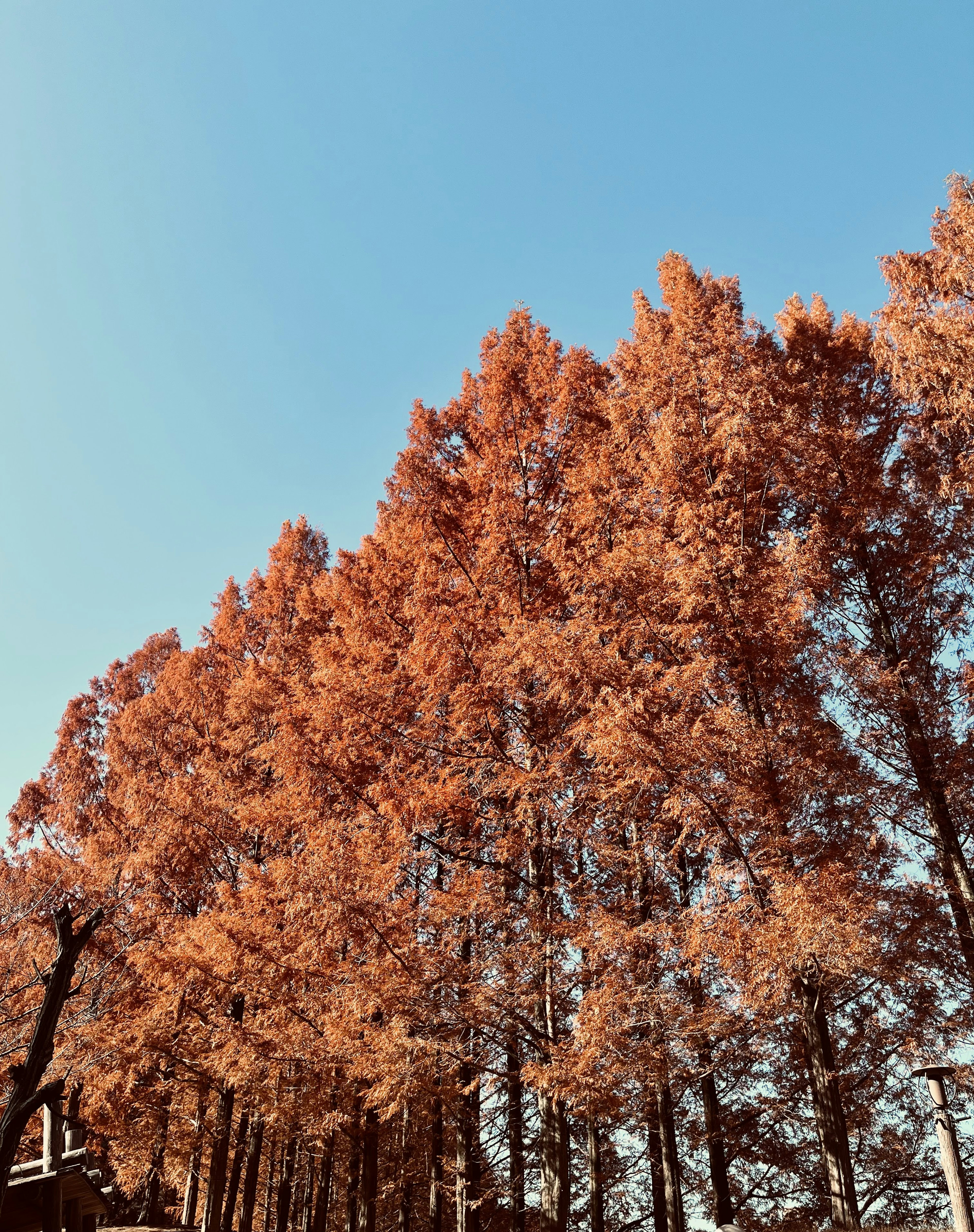 Grands arbres aux feuilles orange sous un ciel bleu clair