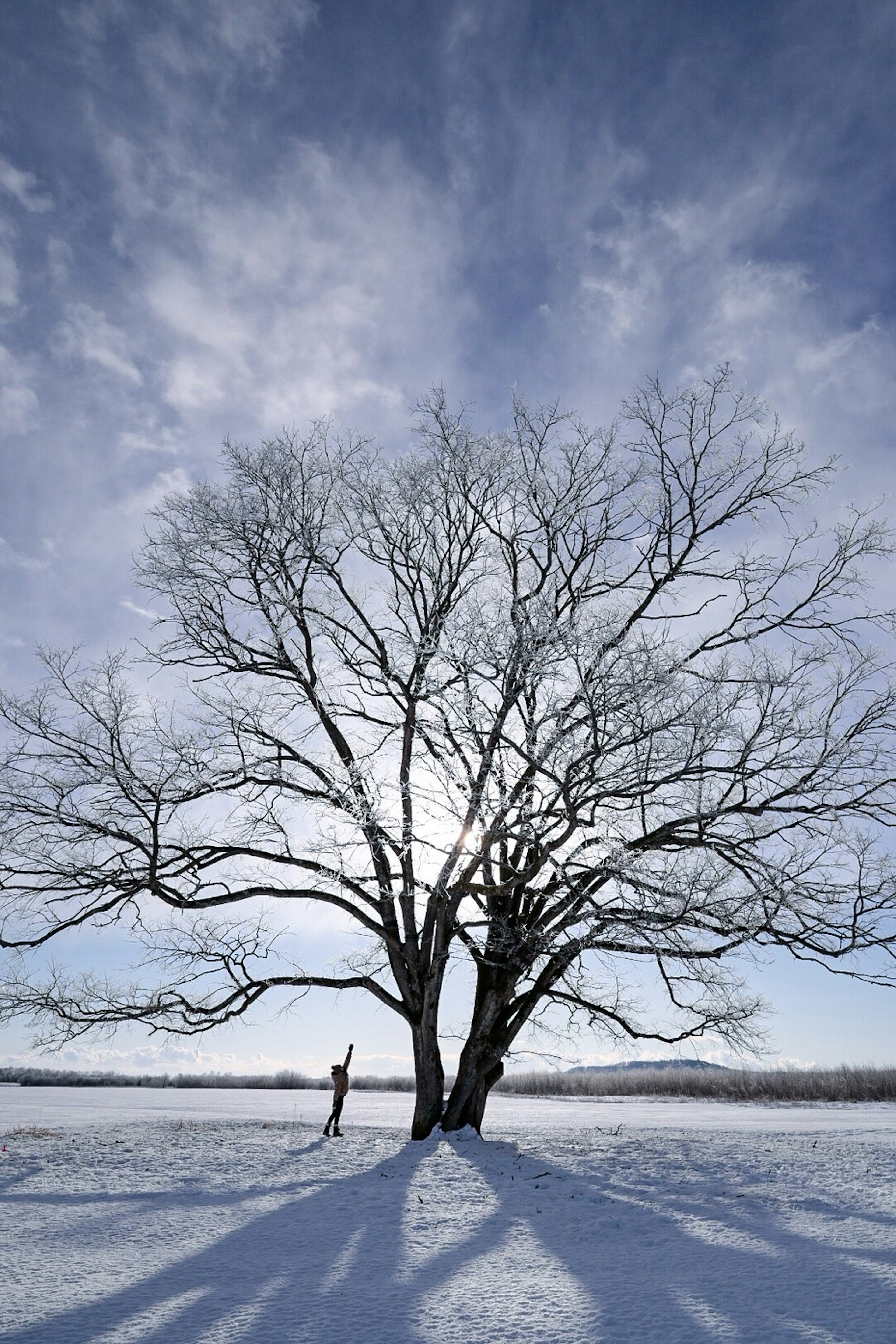 Ein großer Baum steht in einer verschneiten Landschaft mit langen Schatten