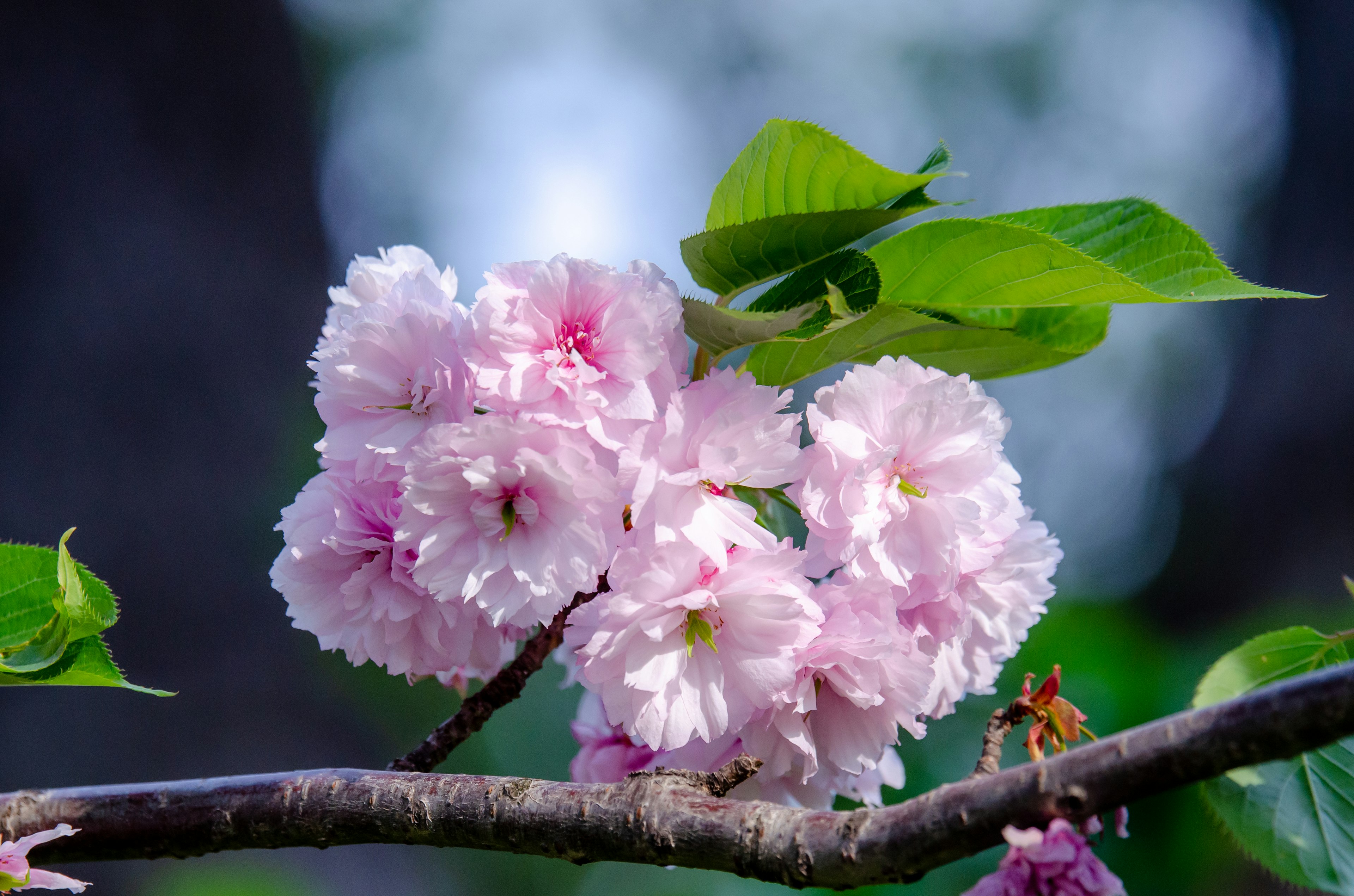 Cherry blossoms blooming on a branch with green leaves