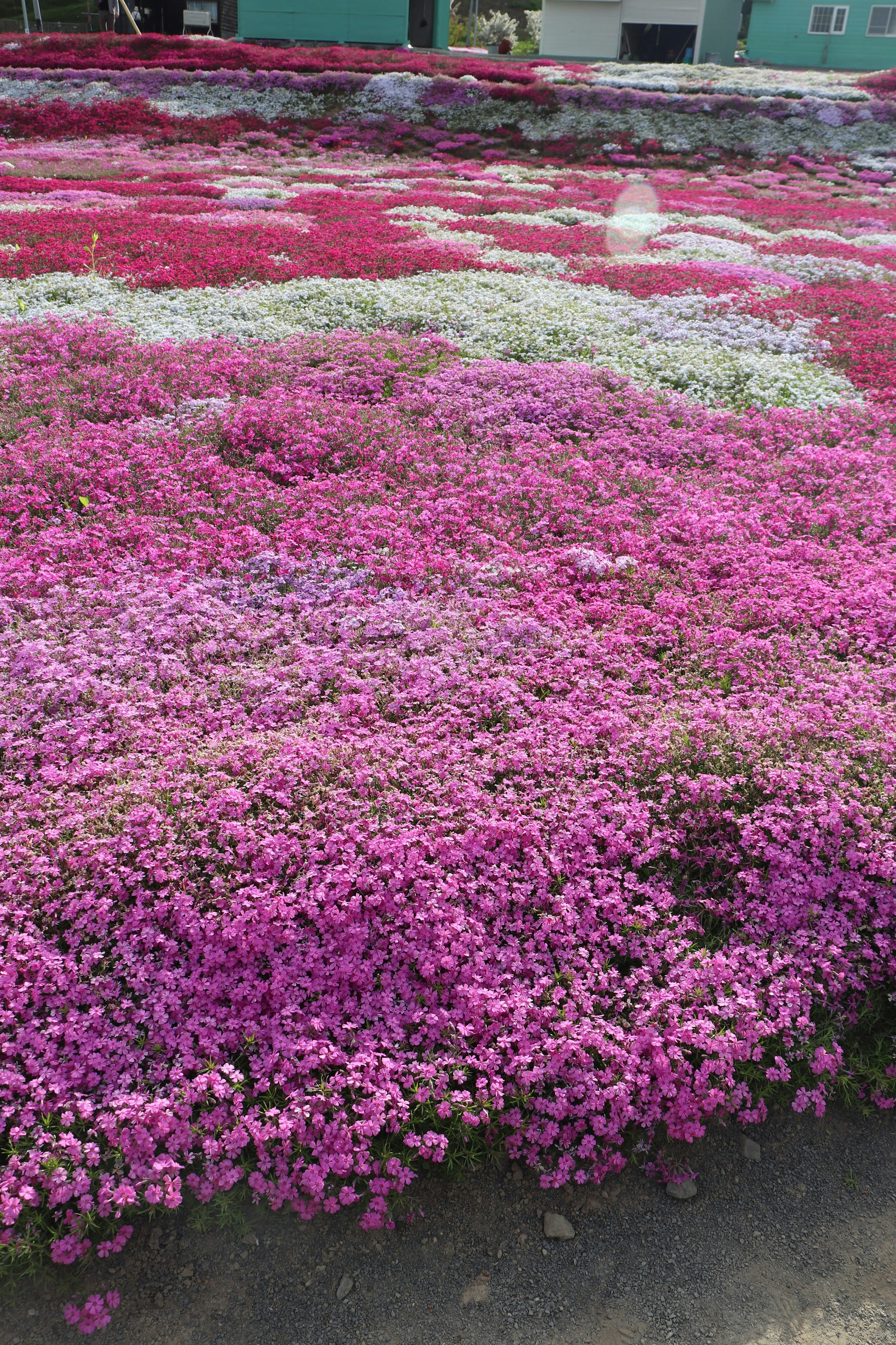 ทุ่งดอกไม้ที่มีสีสันสดใสมีเฉดสีชมพูและขาว