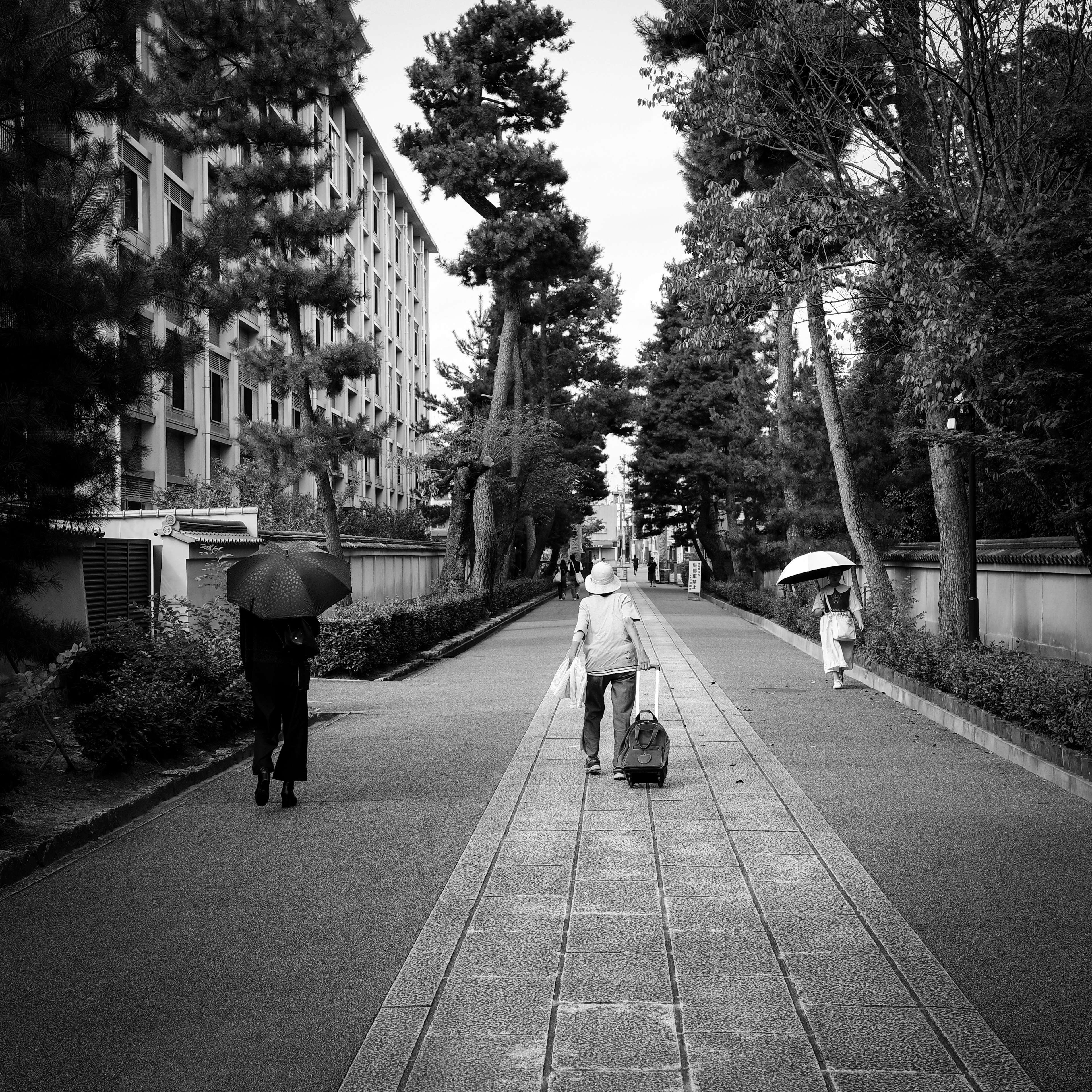 白黒の街路を歩く人々と木々の風景