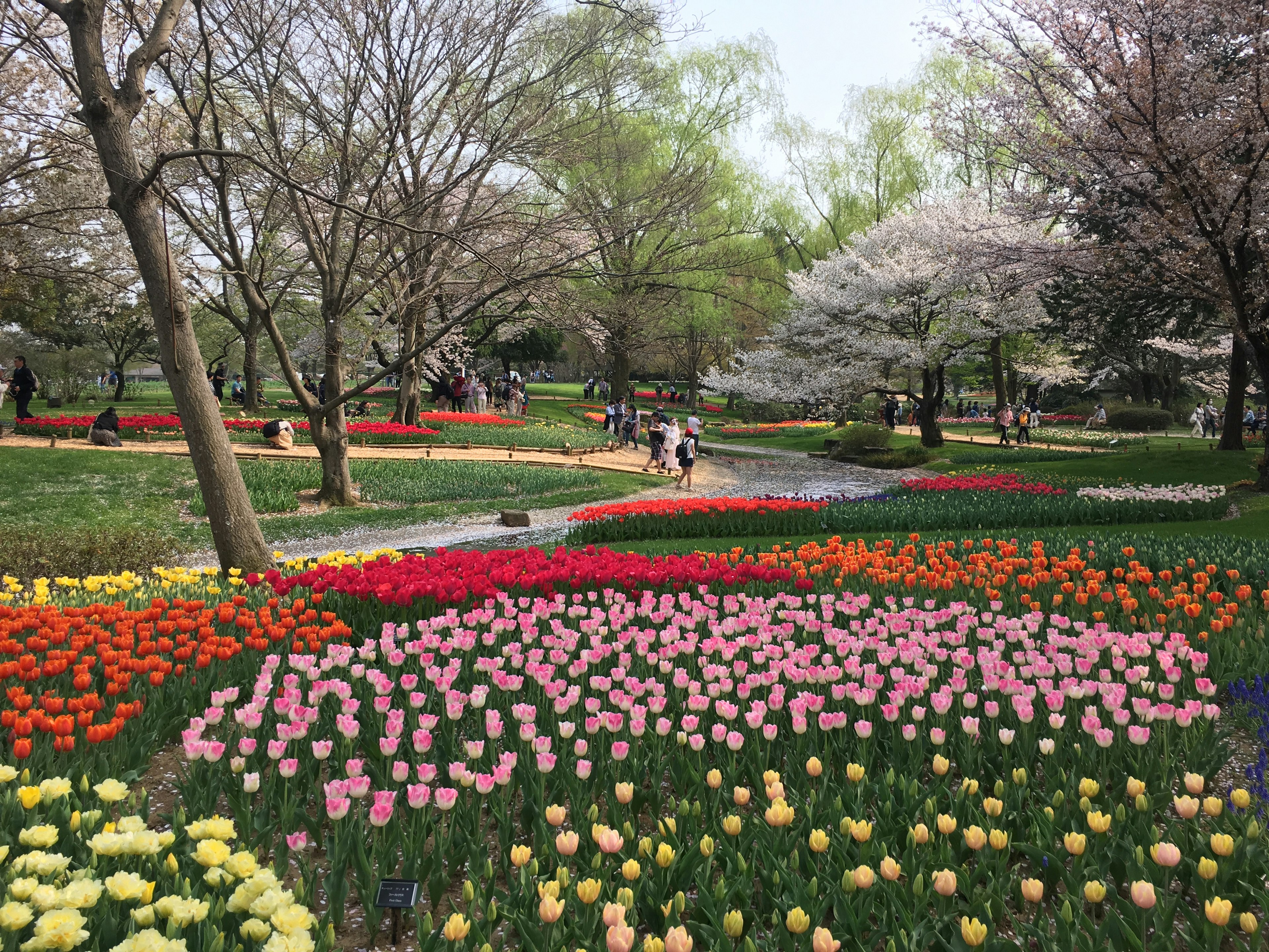 一個美麗的公園場景，有五顏六色的鬱金香和櫻花樹