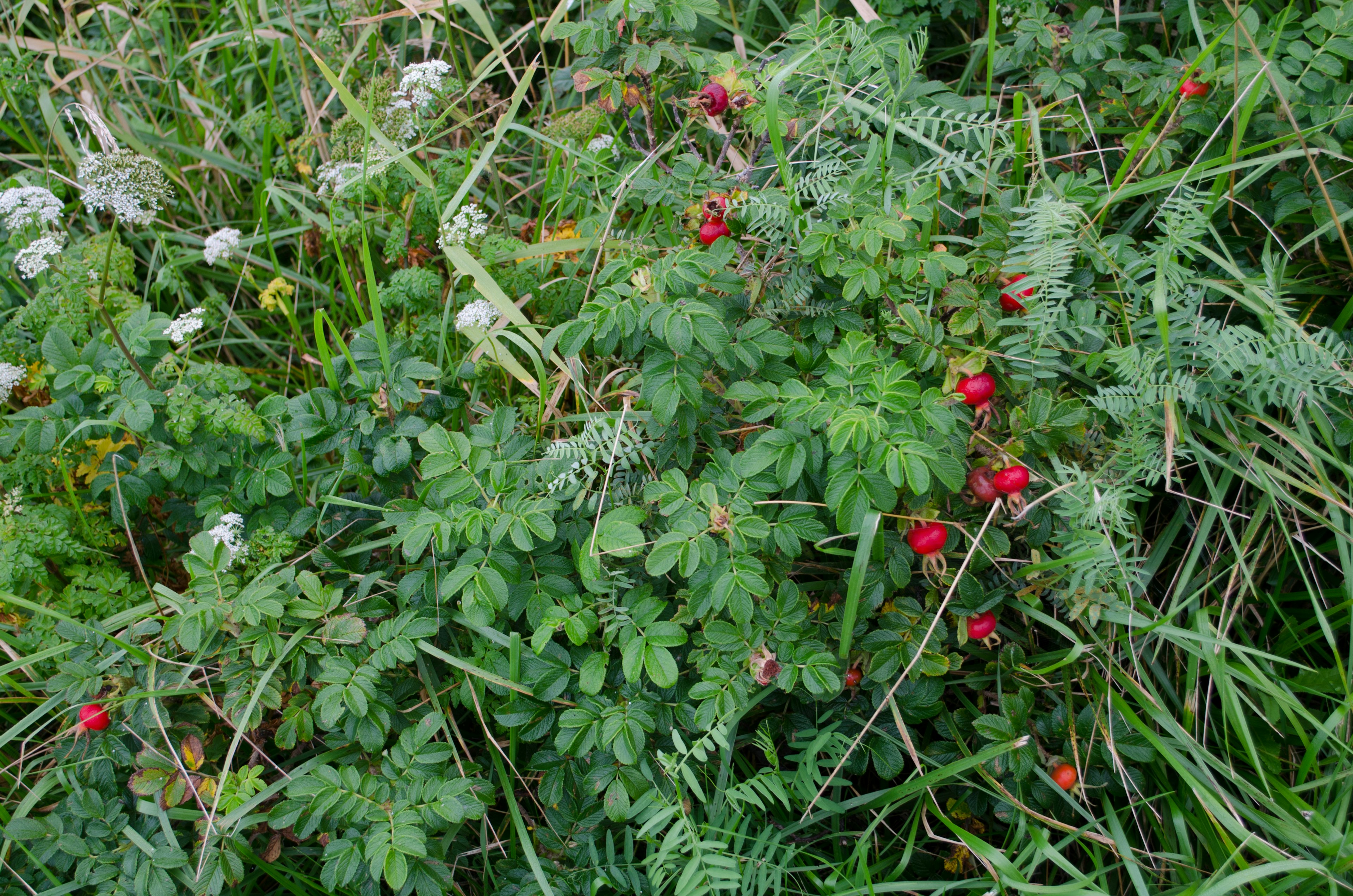 Bild eines grasbewachsenen Bereichs mit grünen Blättern und roten Beeren