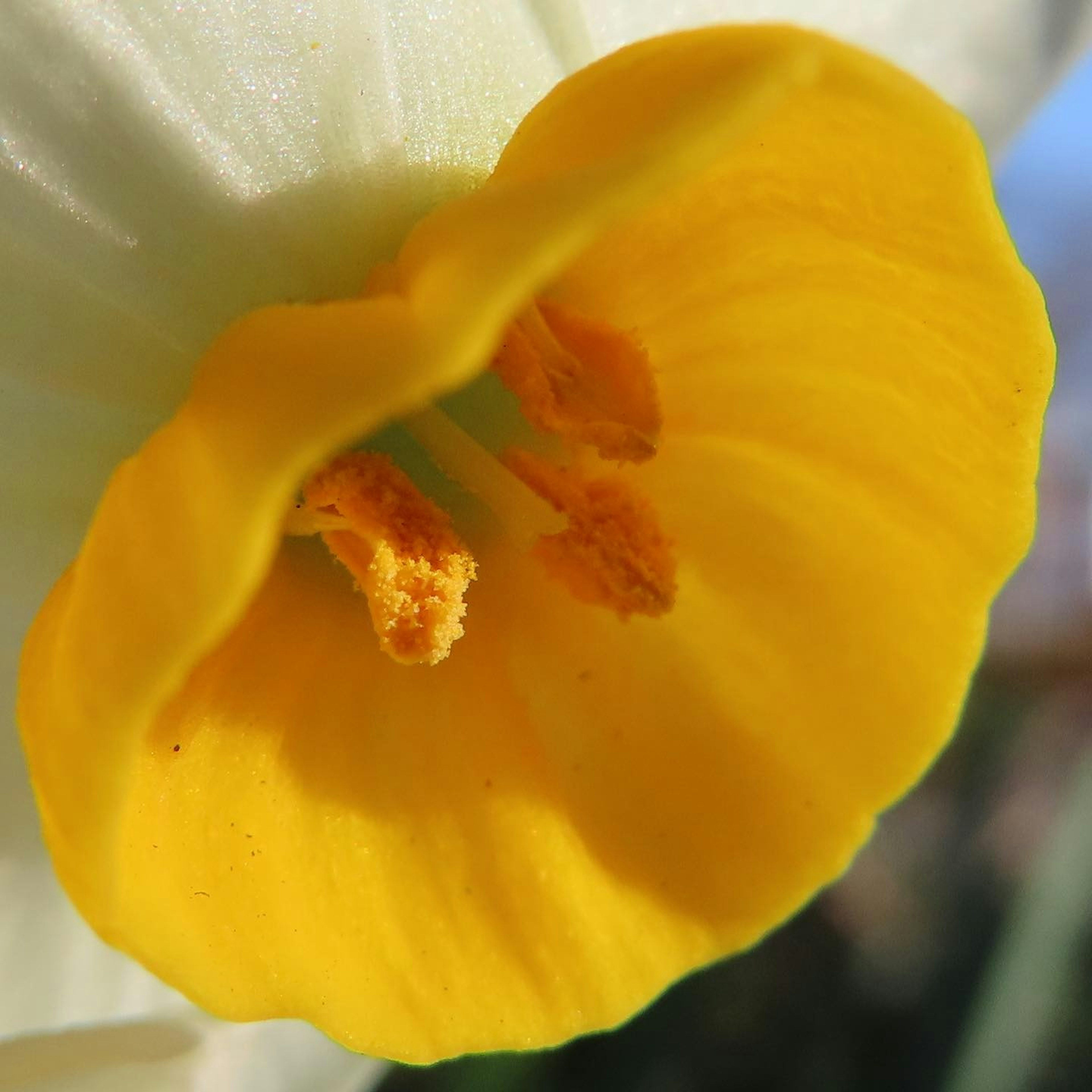 Primer plano del centro de una flor de narcisos amarillos brillantes