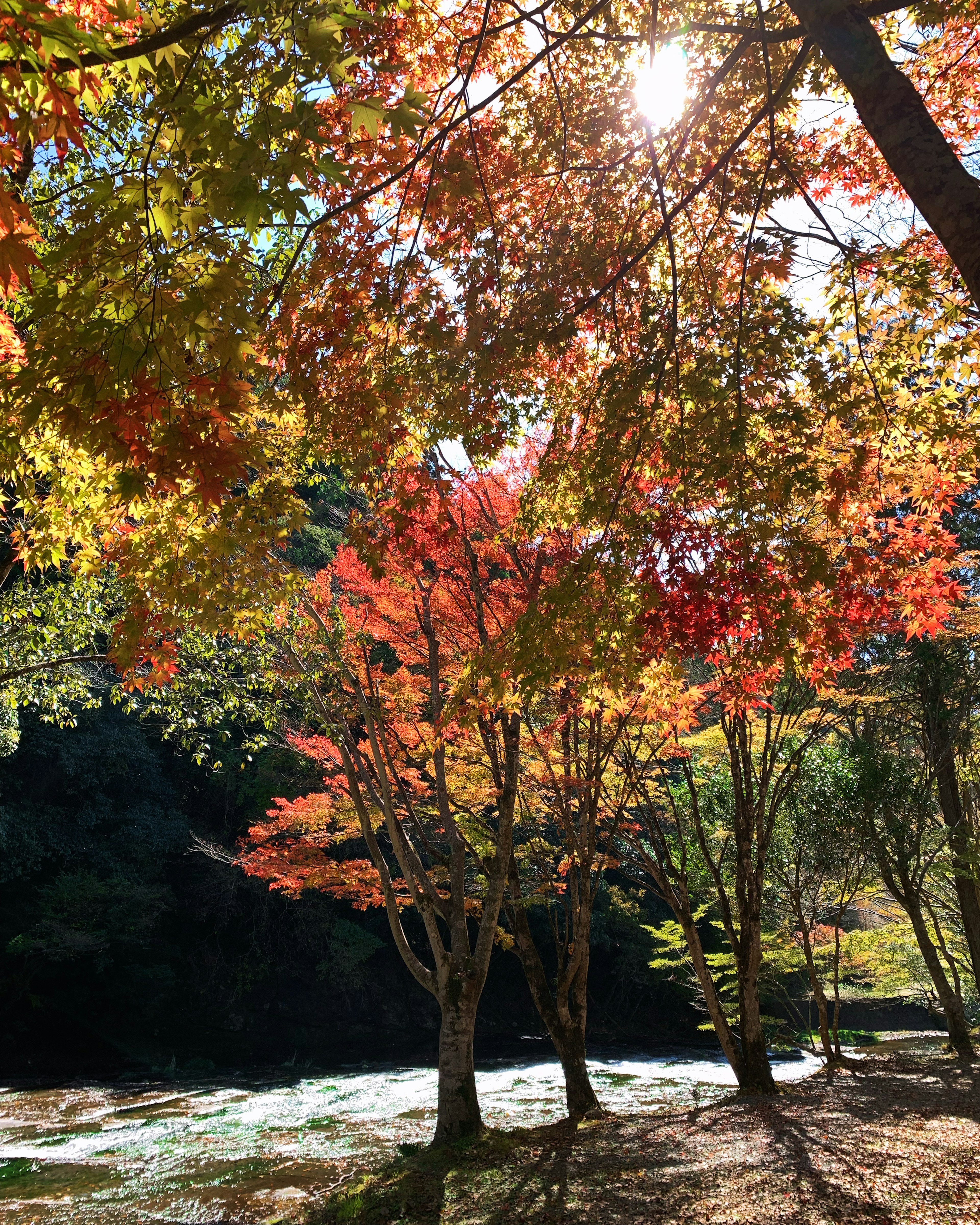 Vista escénica de hojas de otoño coloridas rodeando un río