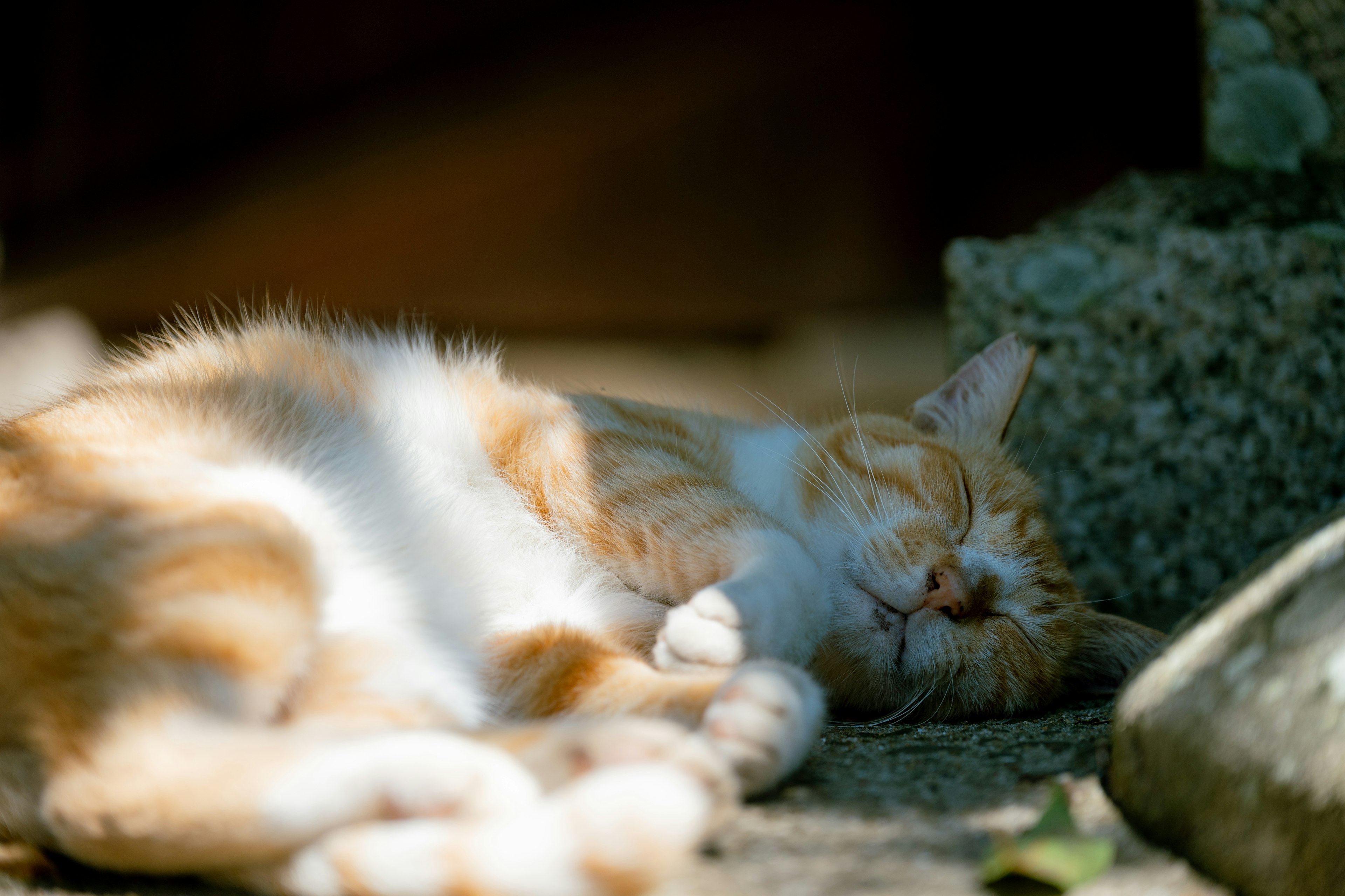 Kucing oranye dan putih sedang tidur di tempat teduh