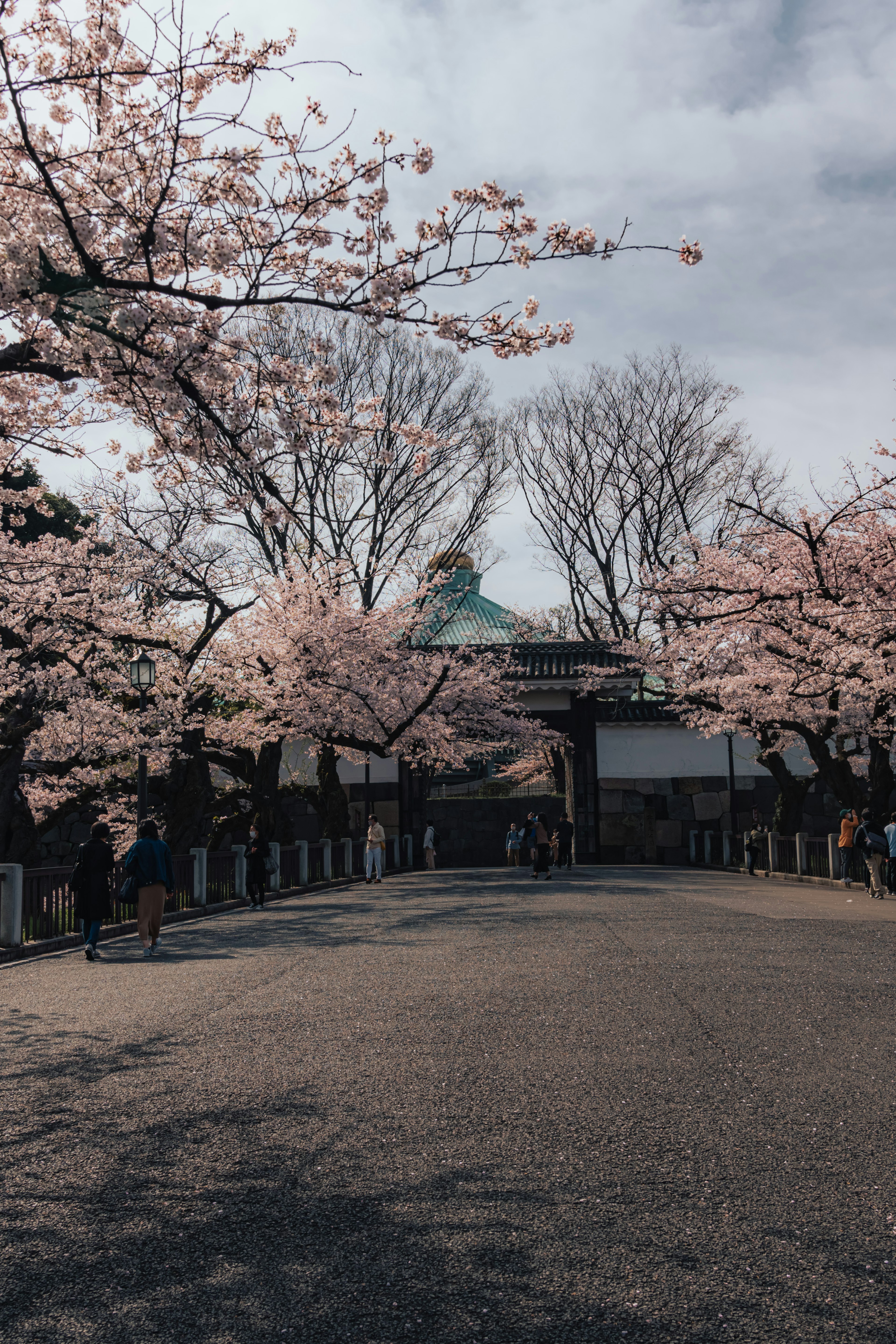 桜の木が咲いている道と建物の景色