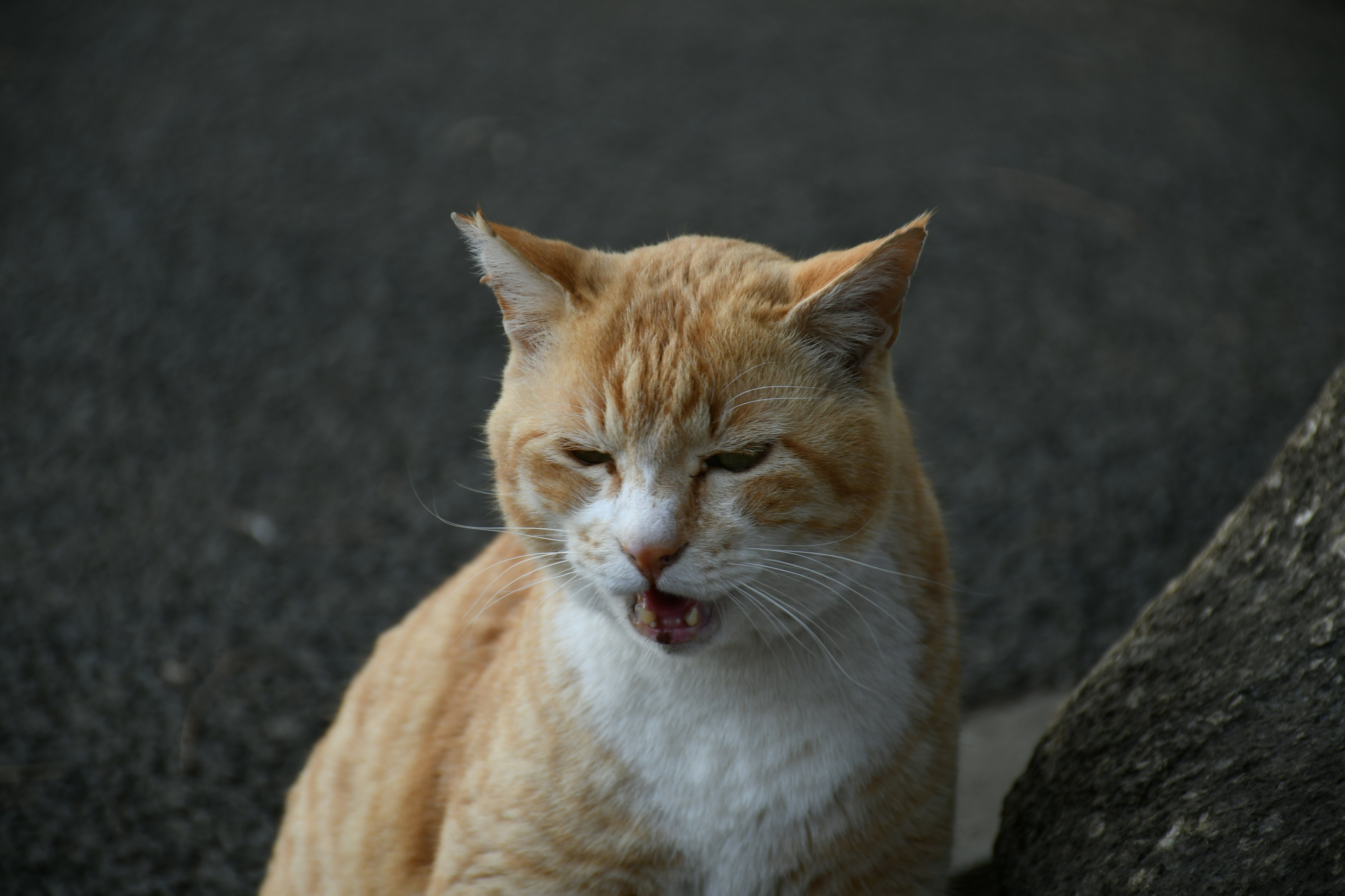 Kucing oranye dengan ekspresi mulut terbuka