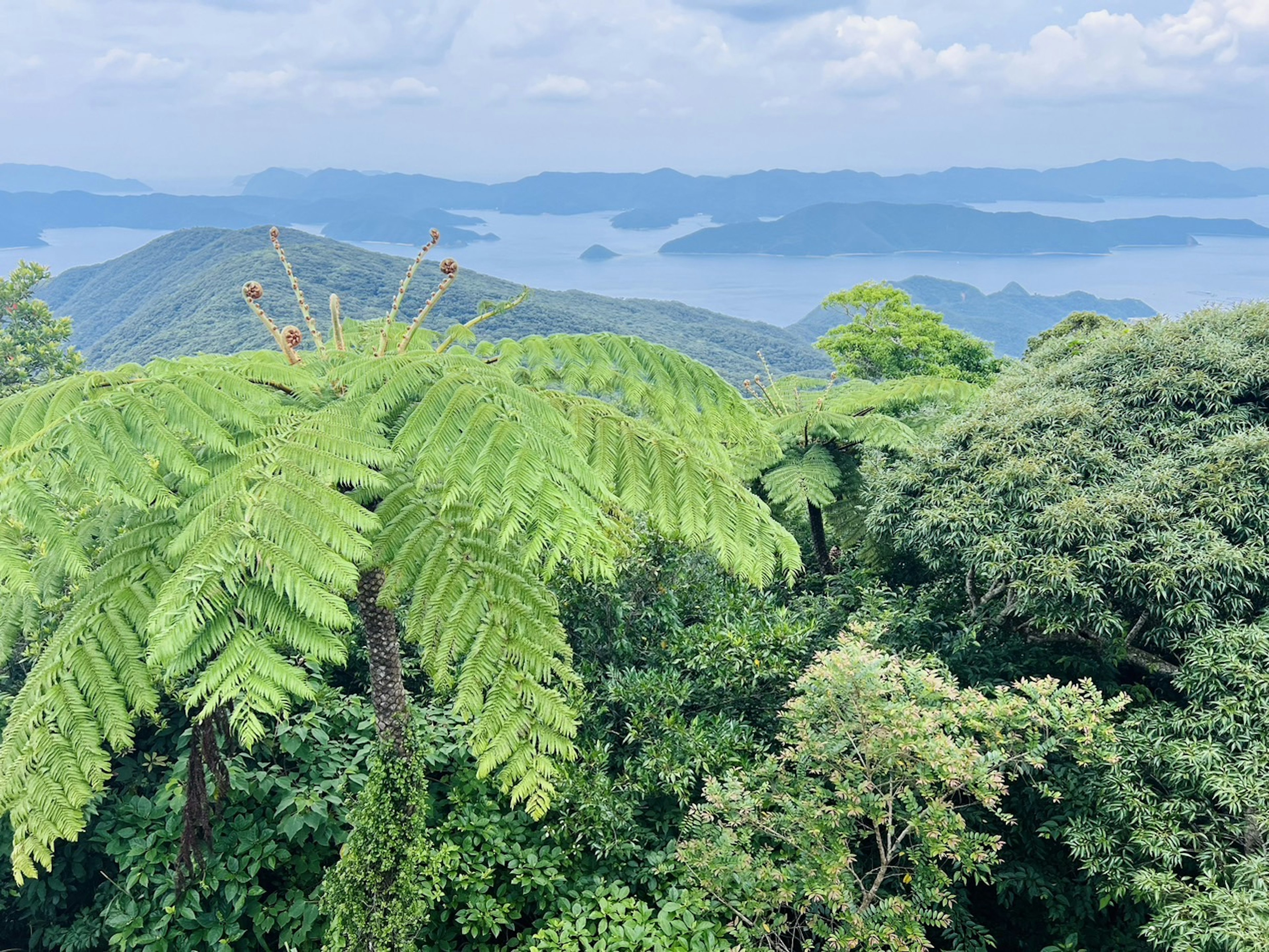 Lush green landscape with large fern leaves overlooking blue mountains and misty valleys