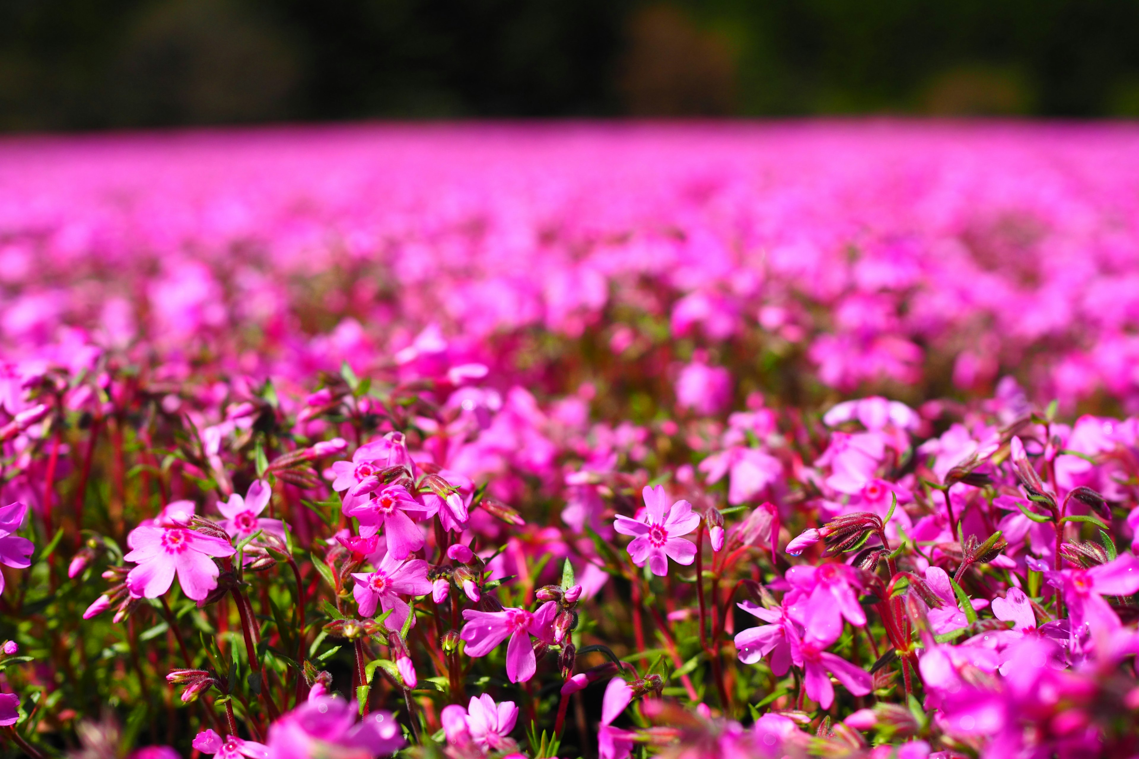 Campo de flores rosas vibrantes en plena floración