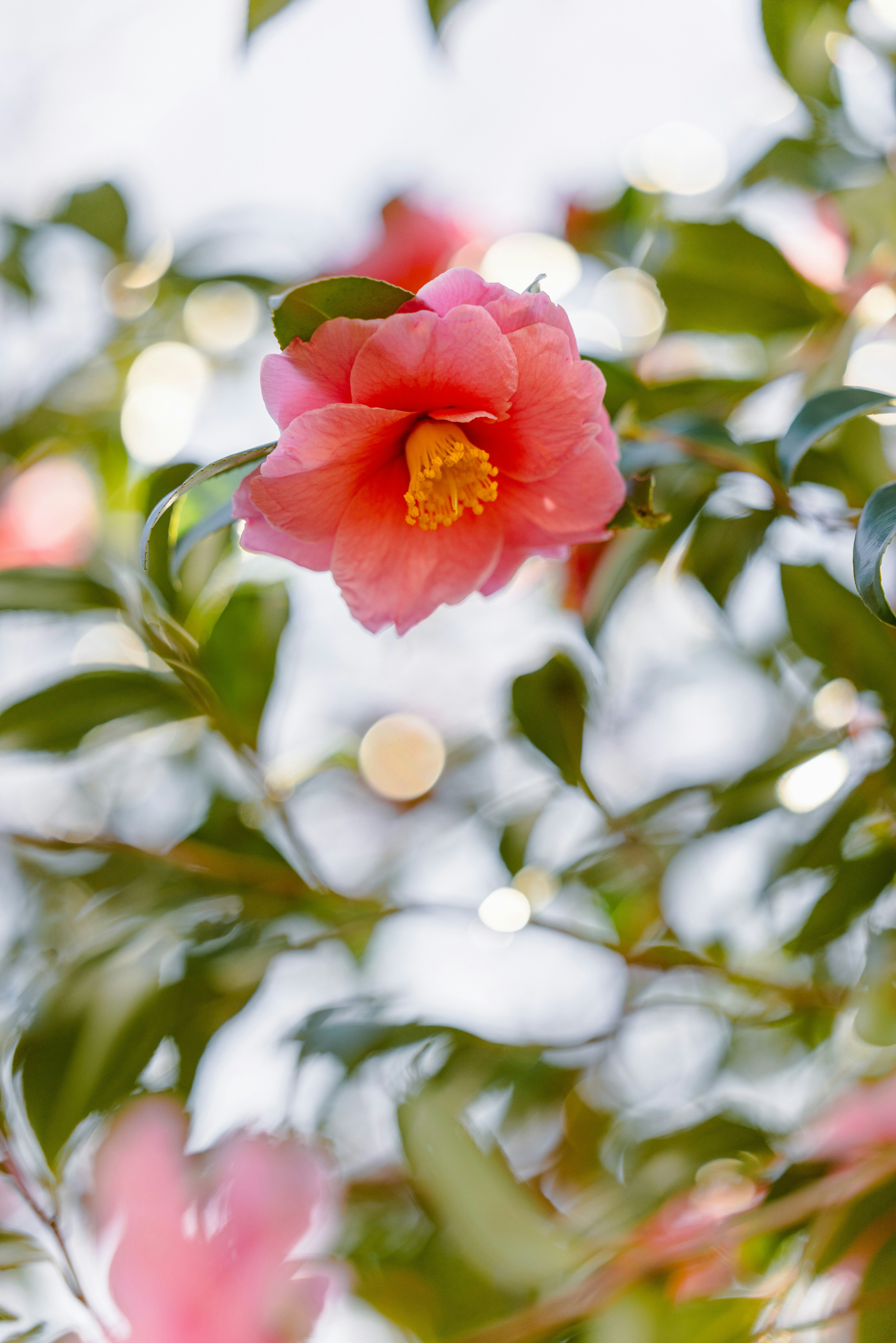 Vibrant pink camellia flower with green leaves and blurred light background