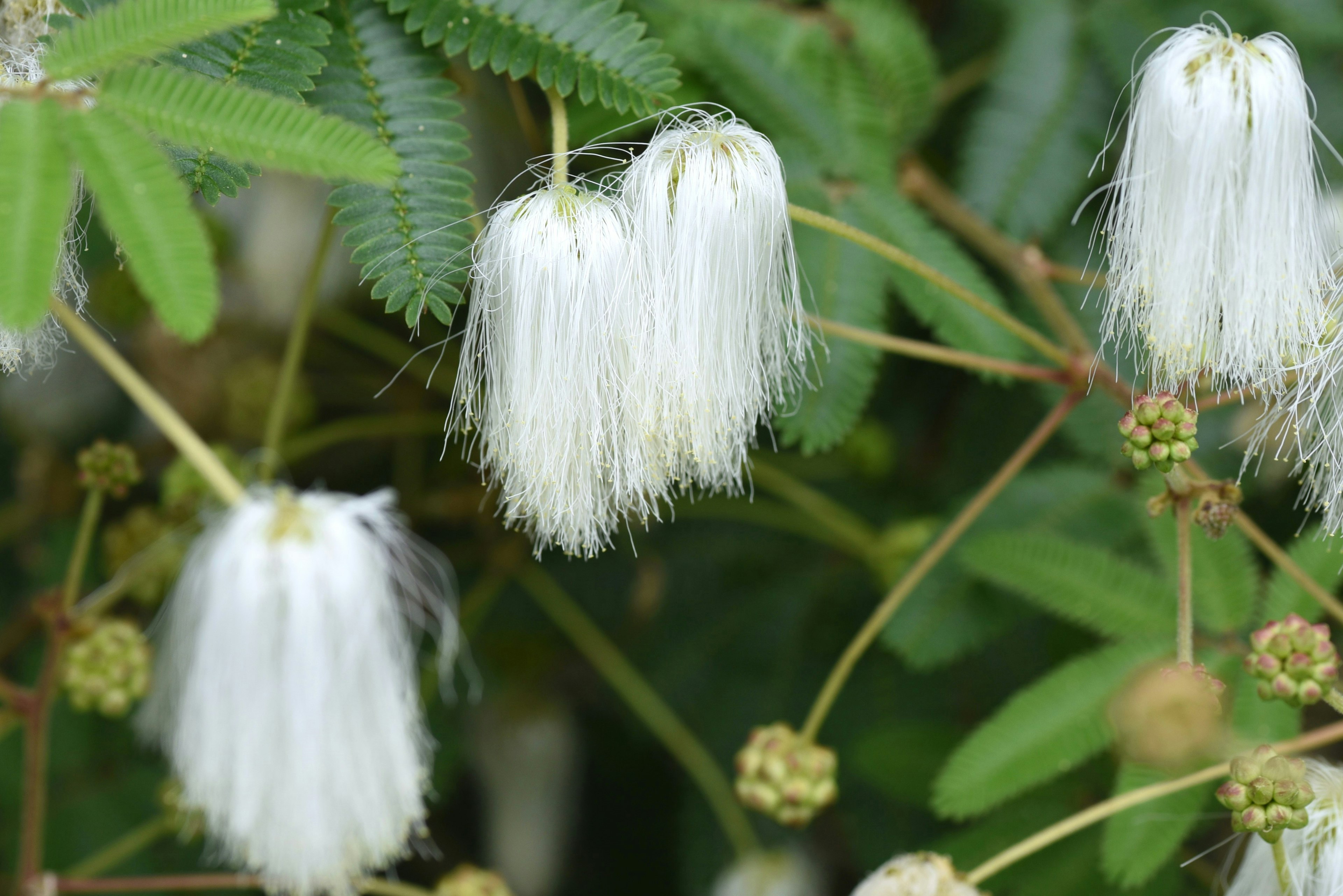 Nahaufnahme einer Pflanze mit auffälligen weißen Blüten