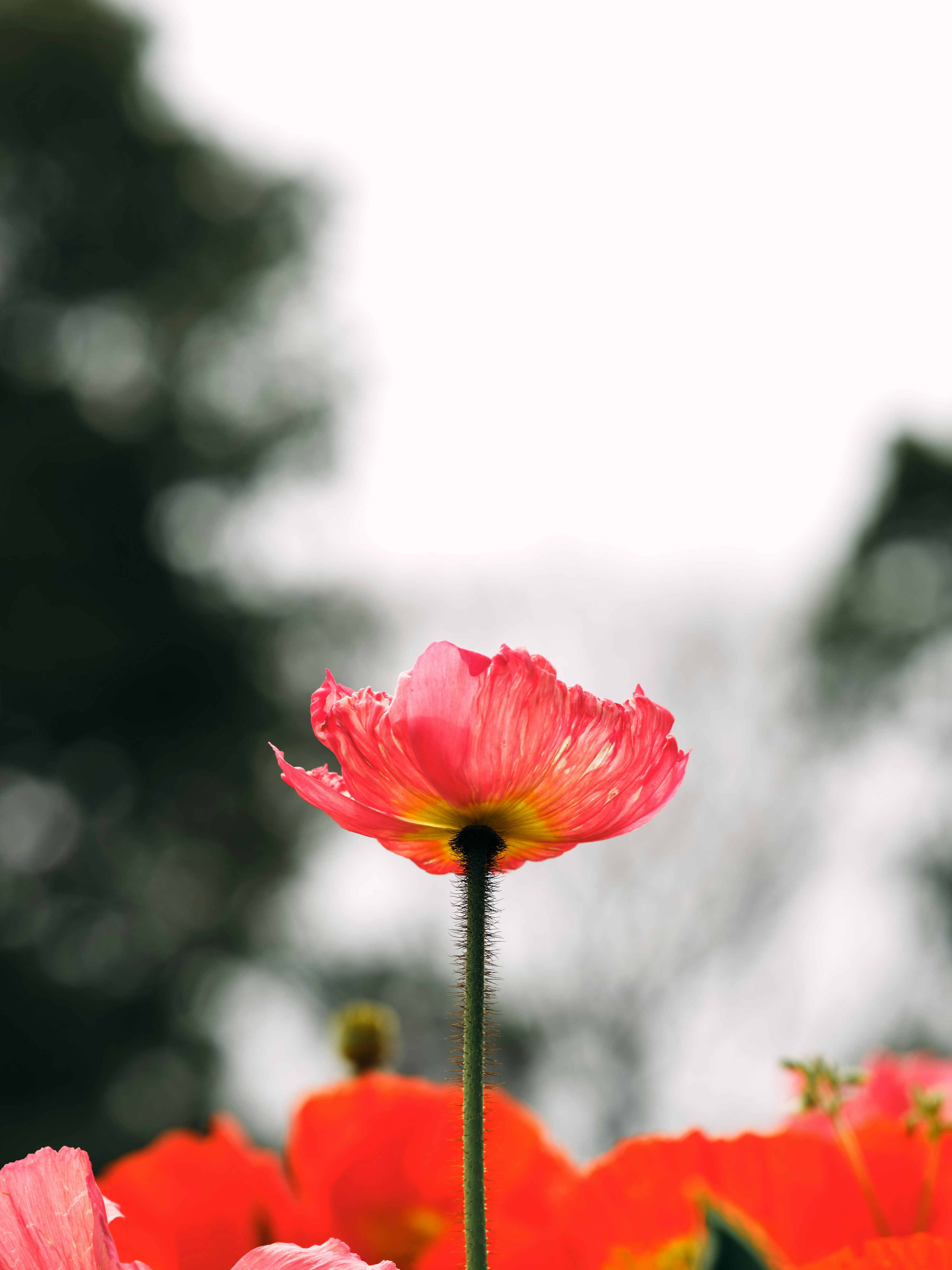 Lebendige rosa Blume hebt sich vor einem verschwommenen grünen Hintergrund und Himmel ab