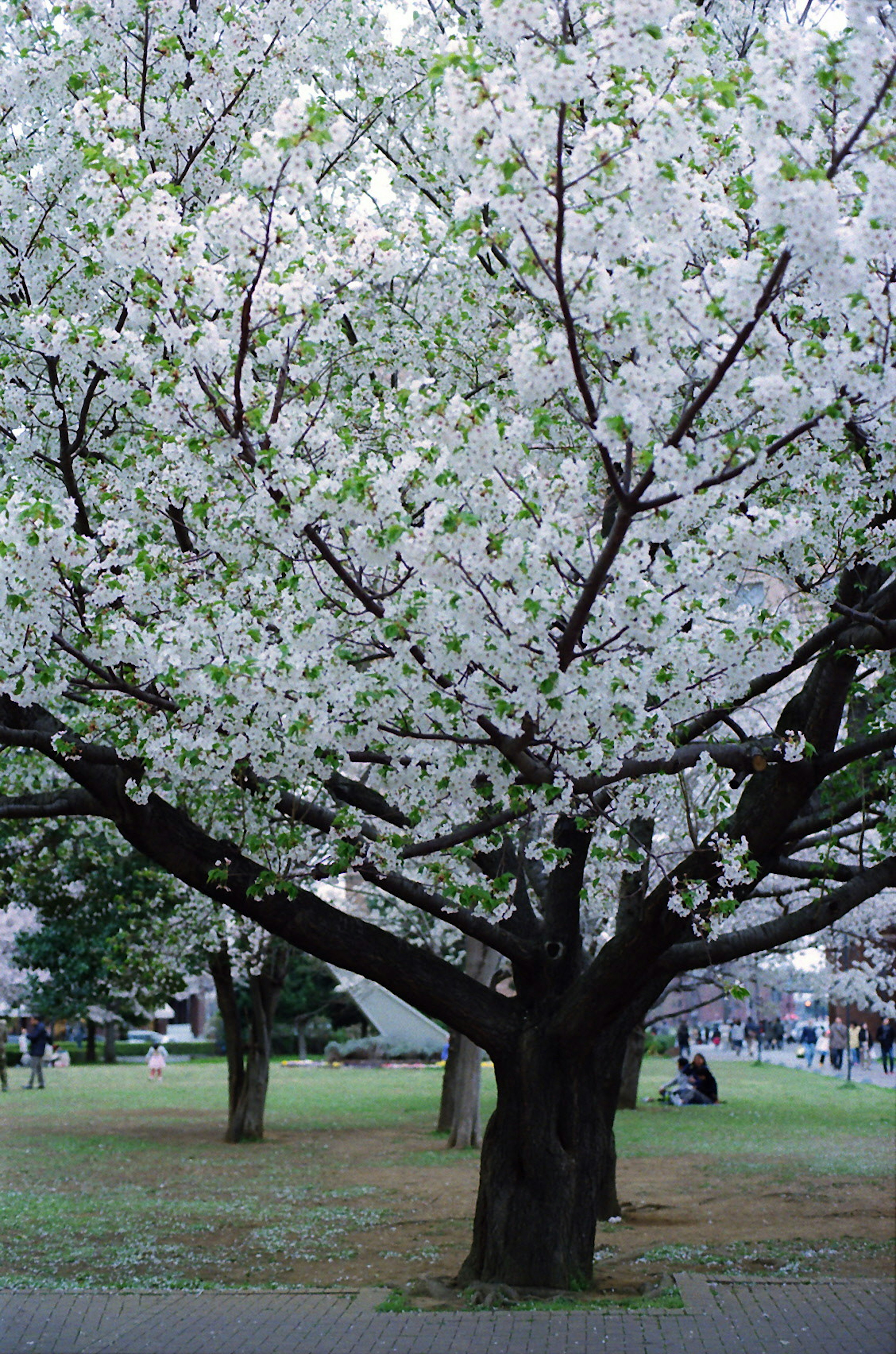 Árbol de cerezo en plena floración con flores blancas y hojas verdes en un parque