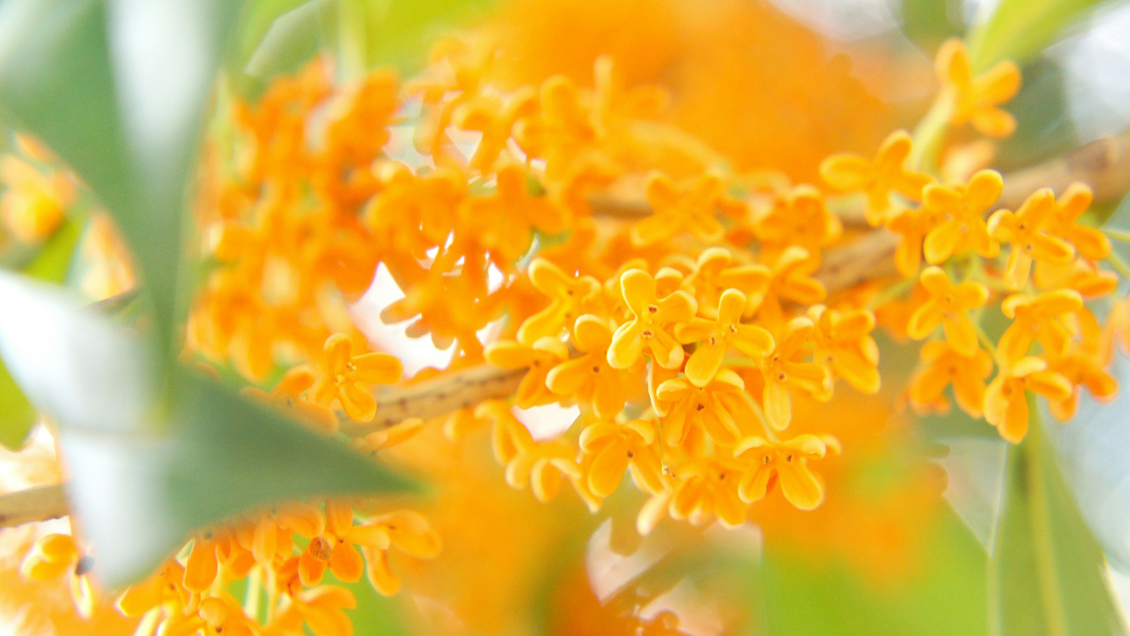 Nahaufnahme von leuchtend orangefarbenen Blumen an einer Pflanze