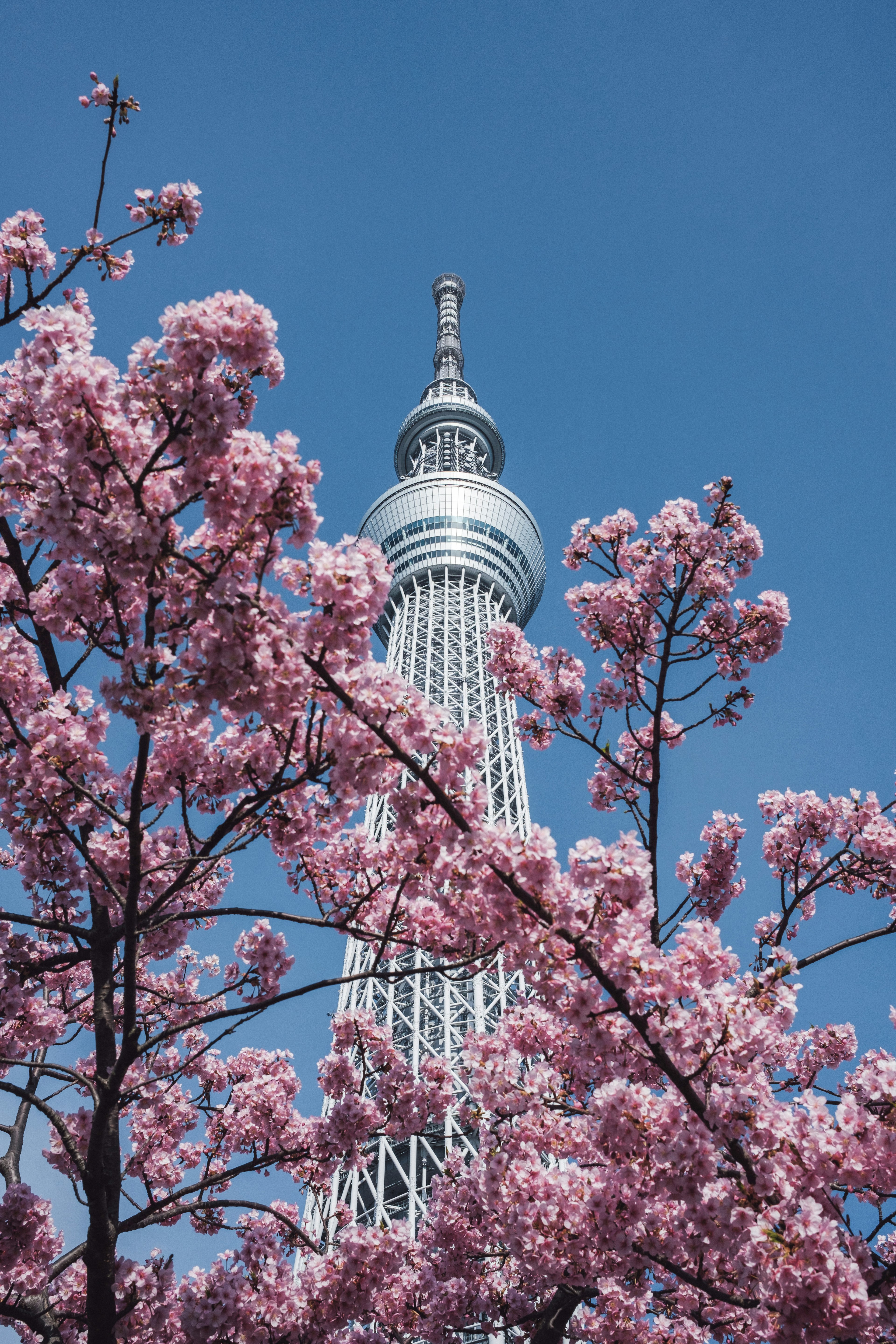 Tokyo Skytree umgeben von blühenden Kirschblüten