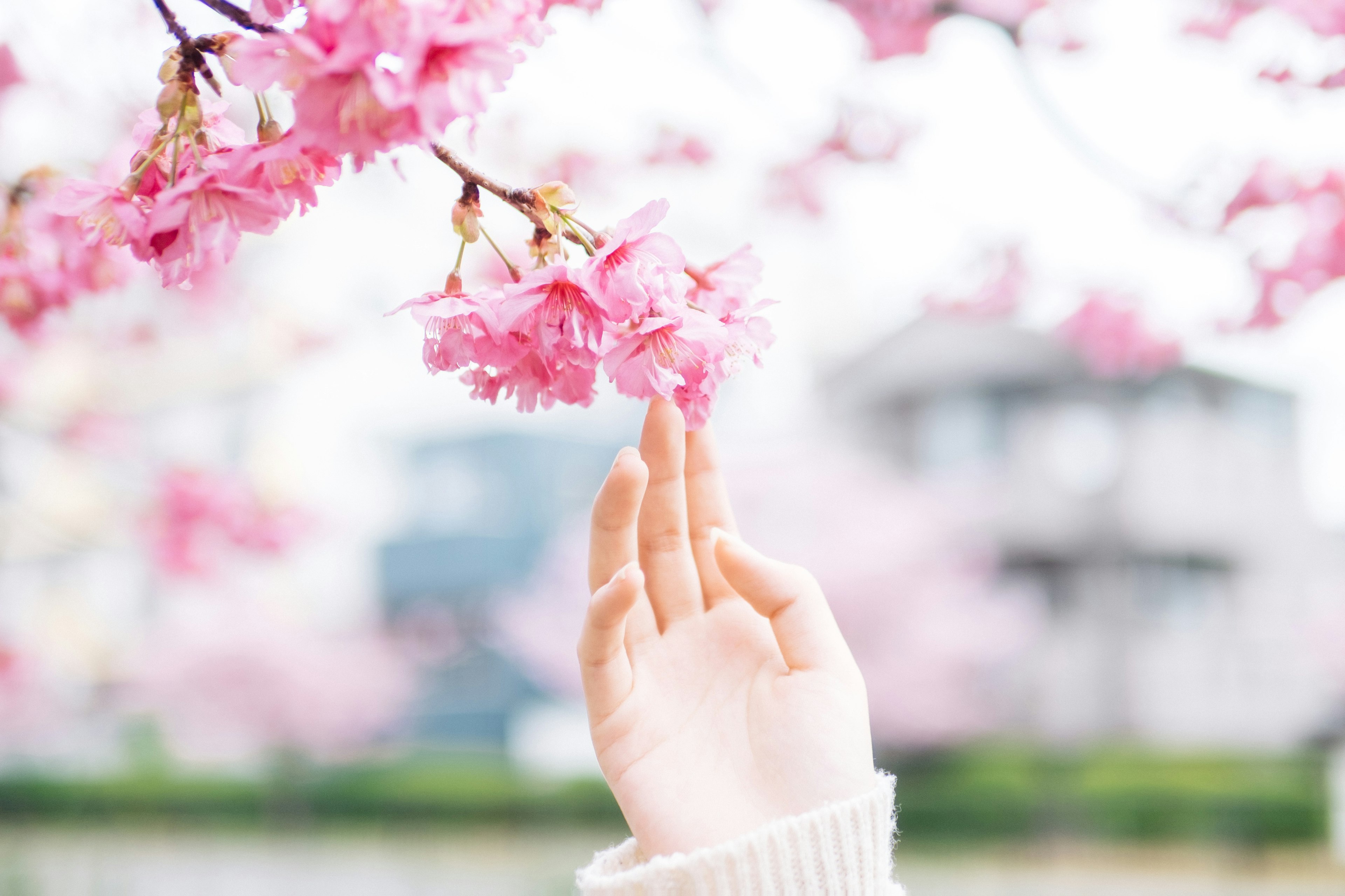 Una mano alcanzando flores de cerezo con un edificio desenfocado al fondo