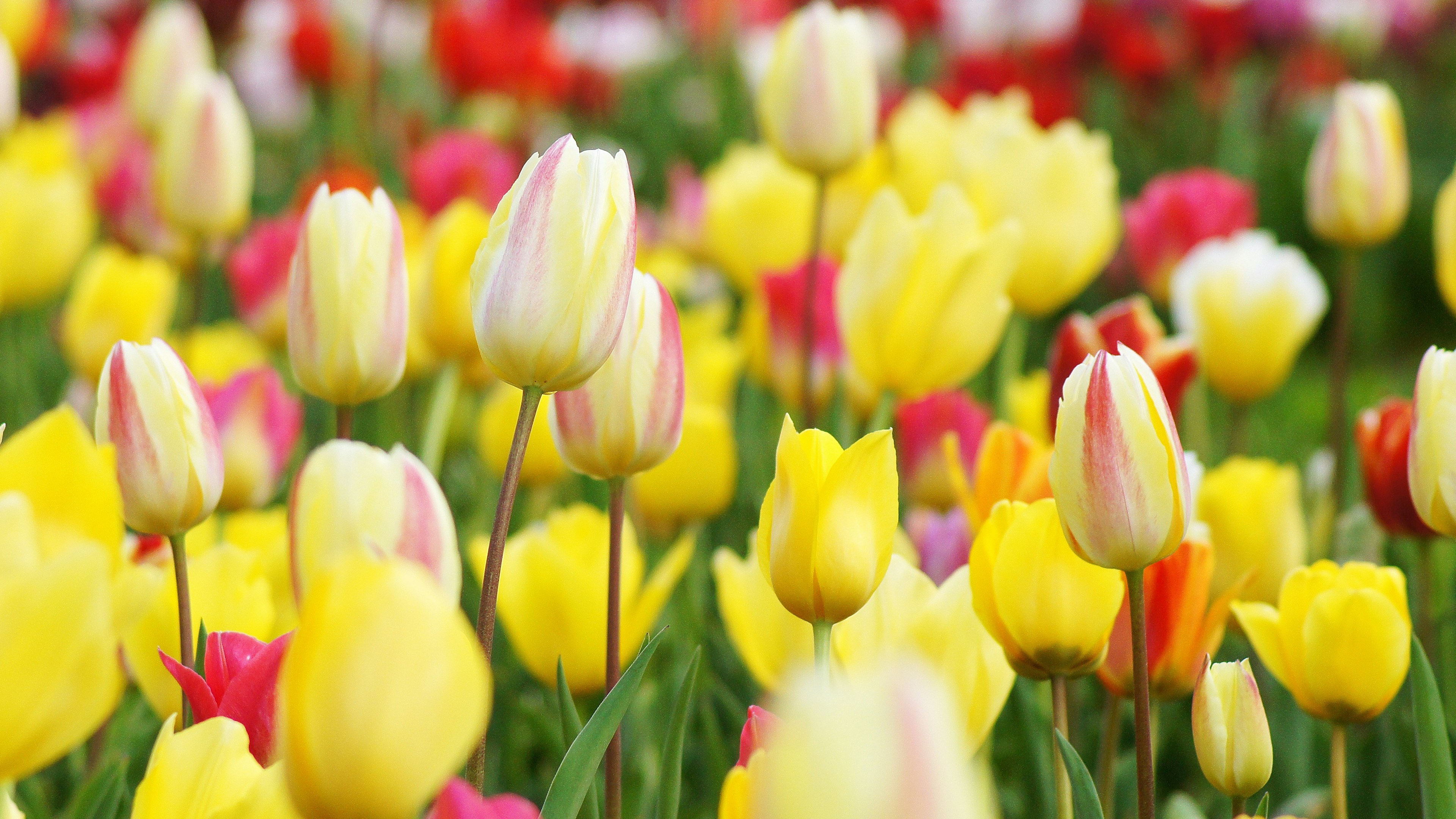 Fiori di tulipani colorati che sbocciano in un campo