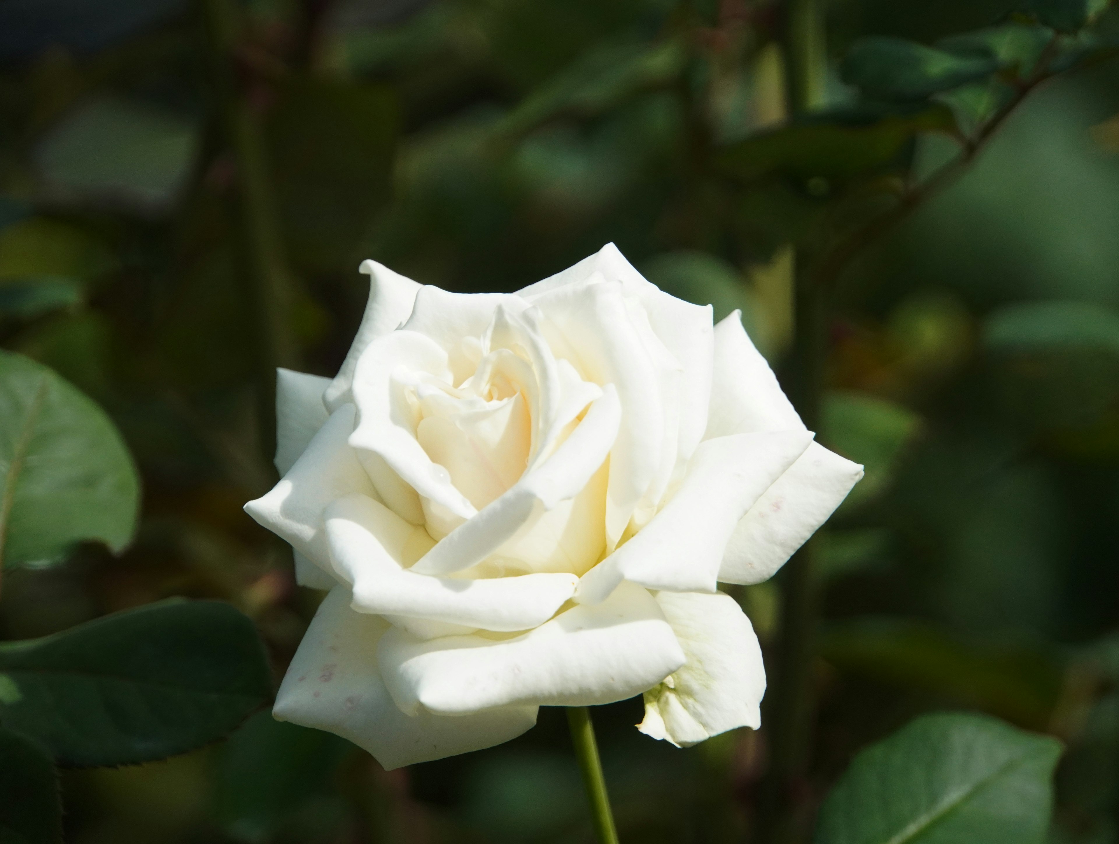 Una rosa blanca floreciendo entre hojas verdes