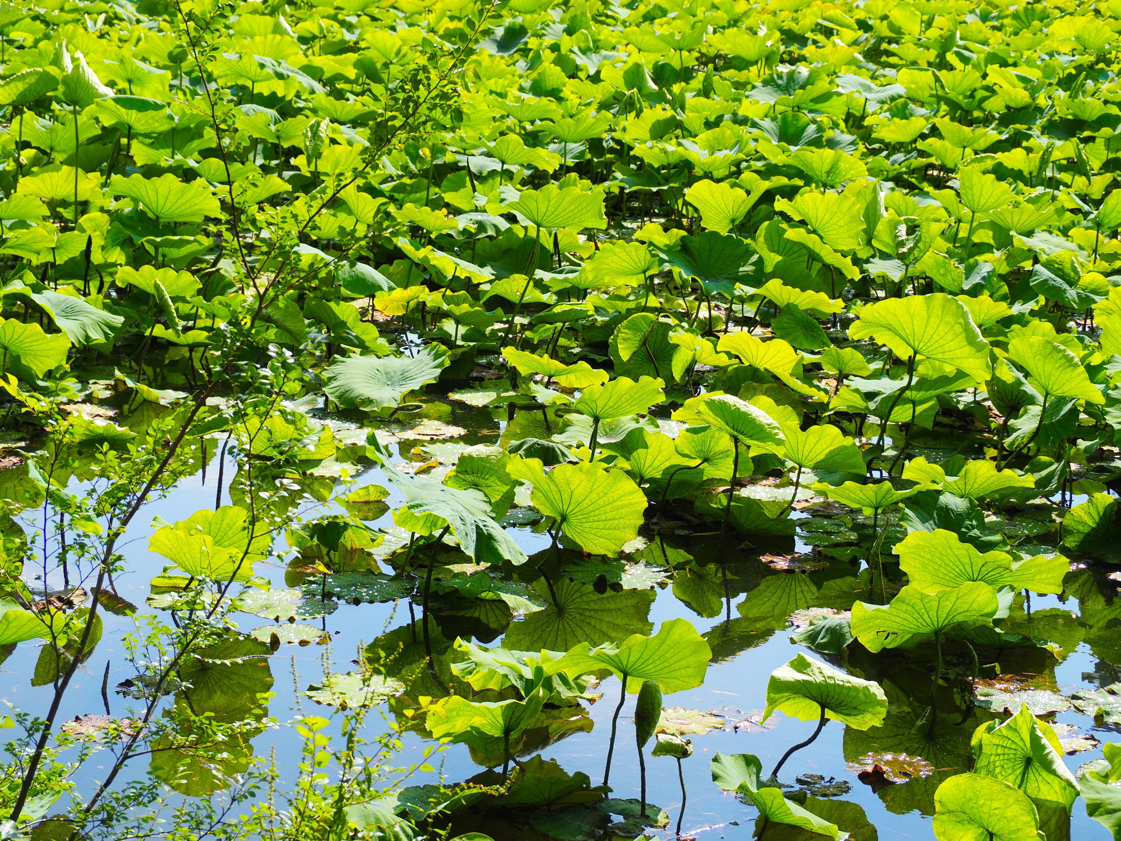 Un paisaje de hojas verdes flotando en la superficie de un estanque