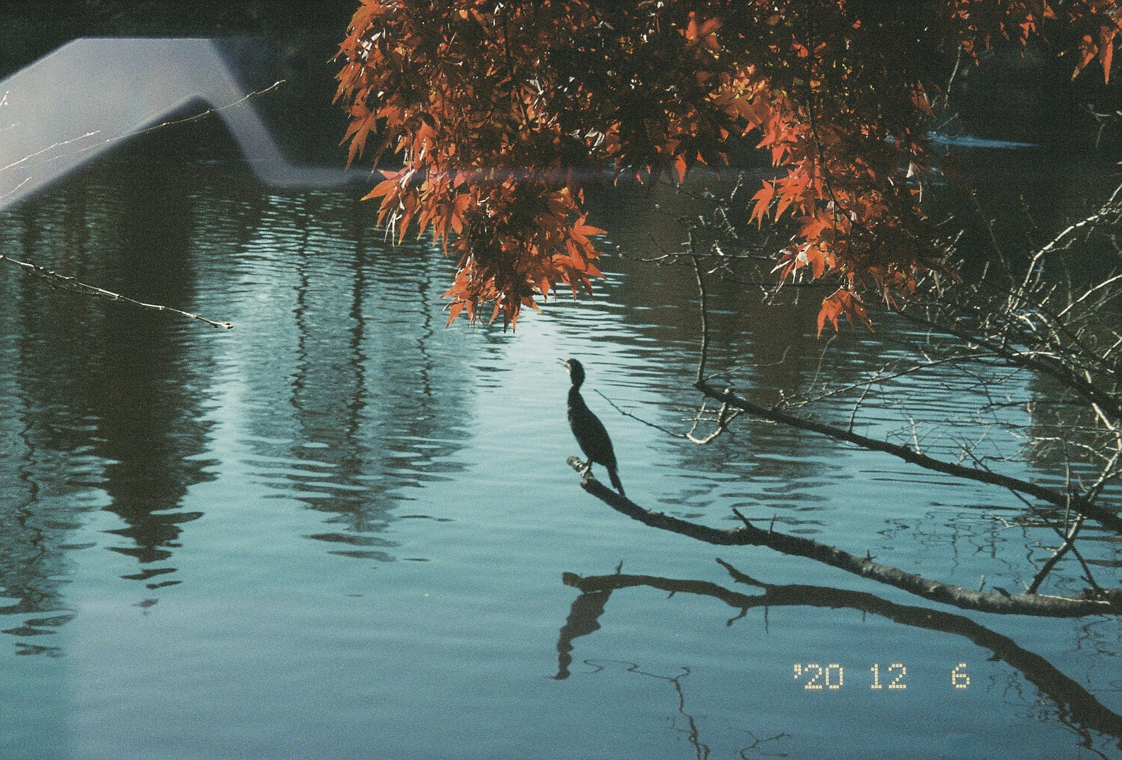 水辺に立つ黒い鳥と赤い葉の木