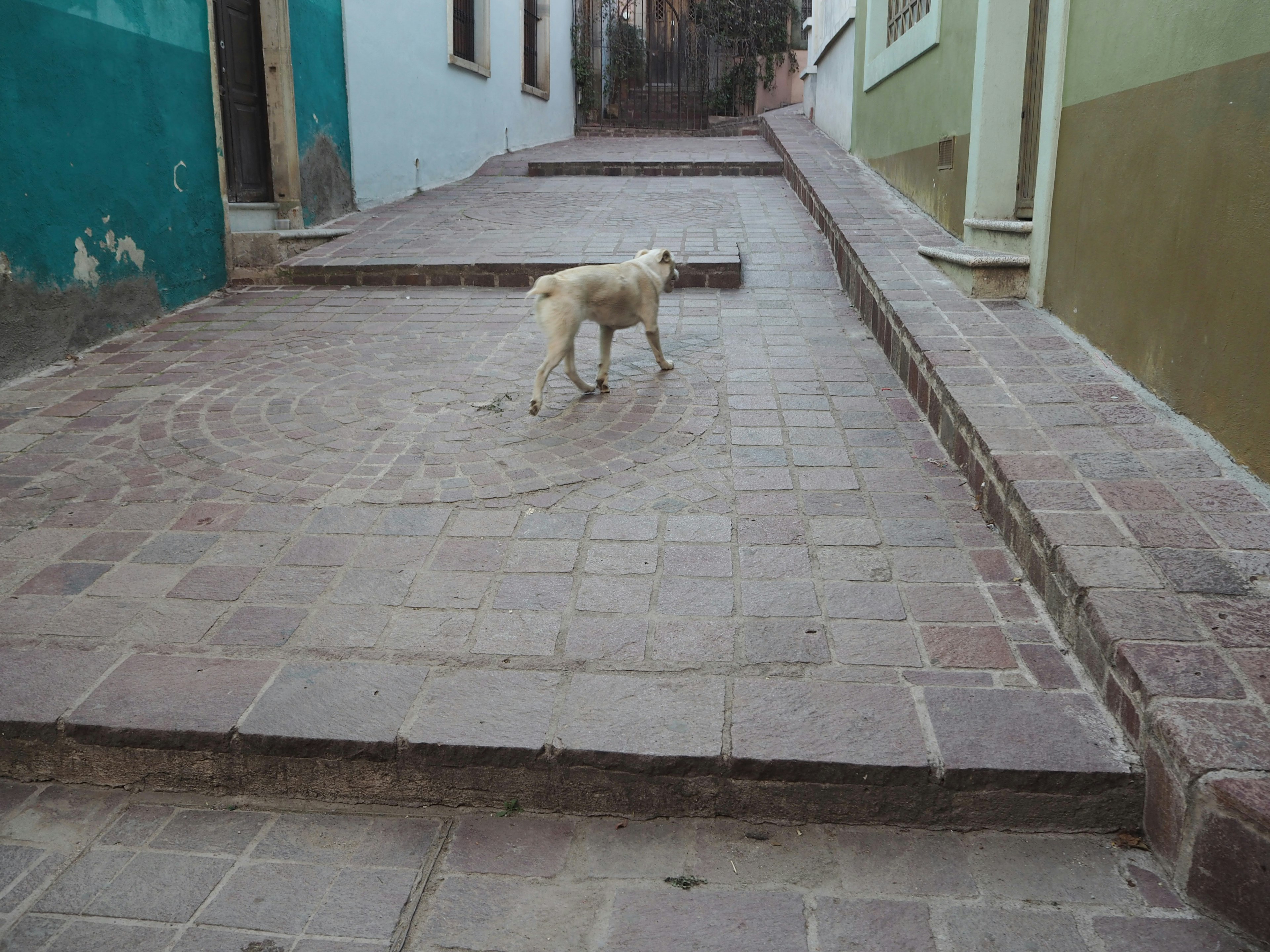 Un chien blanc marchant sur des marches en pierre dans une scène de rue