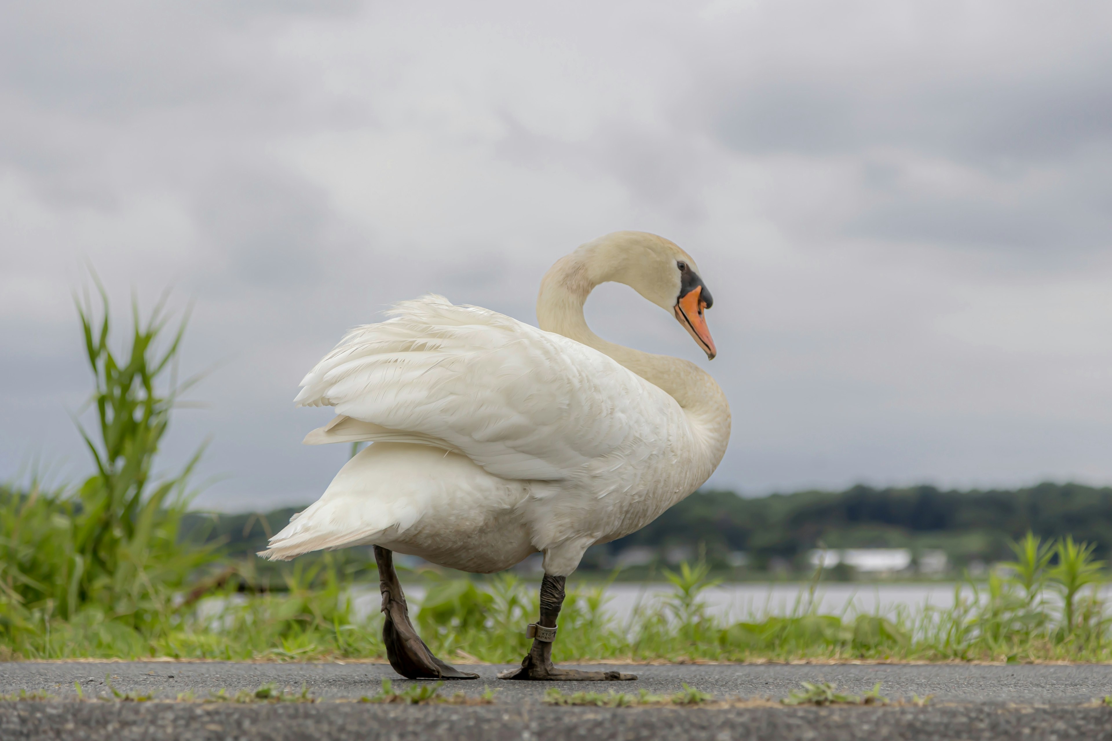 Ein Schwan, der einen Weg entlanggeht mit einem See und Grün im Hintergrund