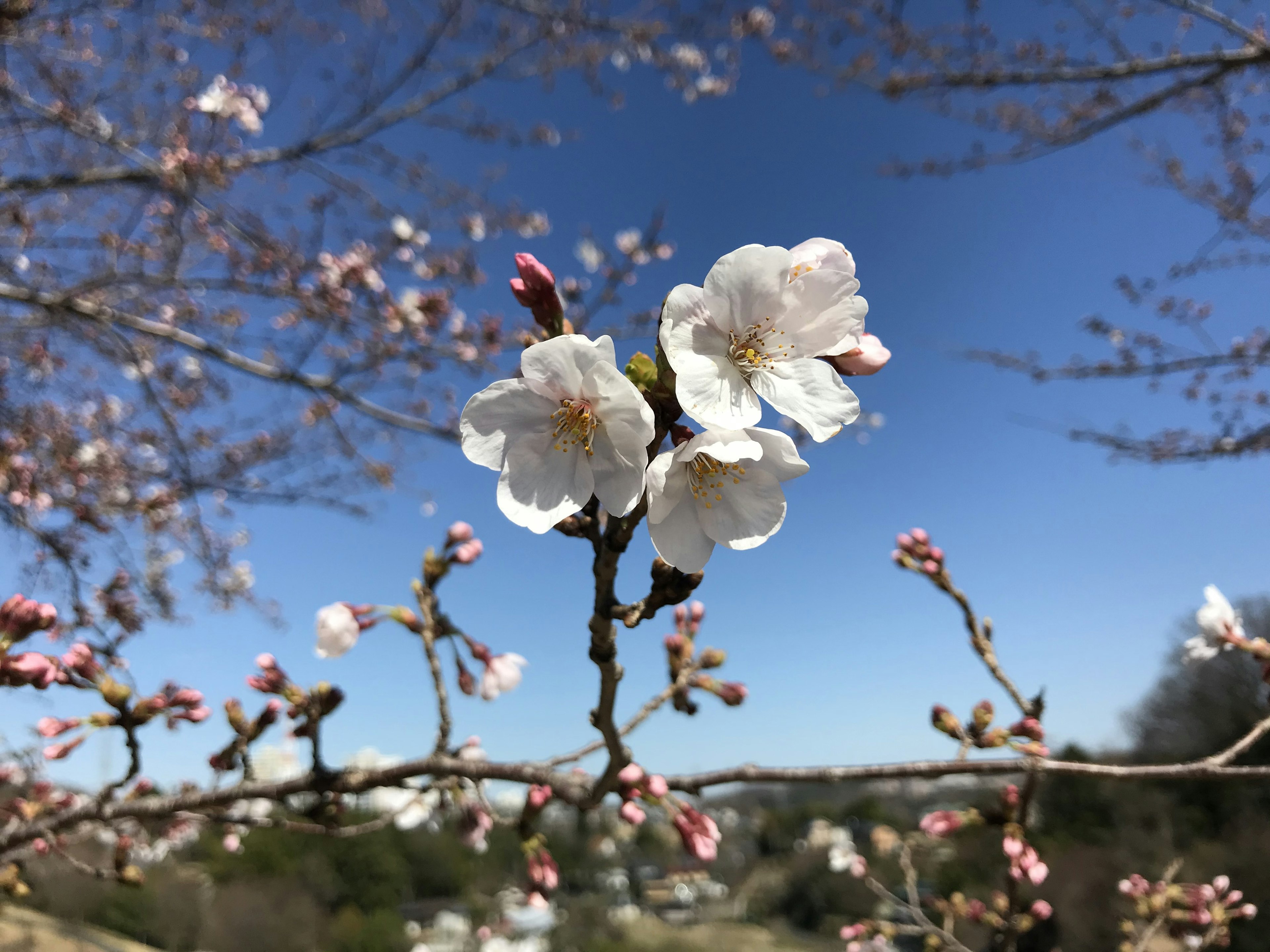 Flores de cerezo y capullos floreciendo bajo un cielo azul